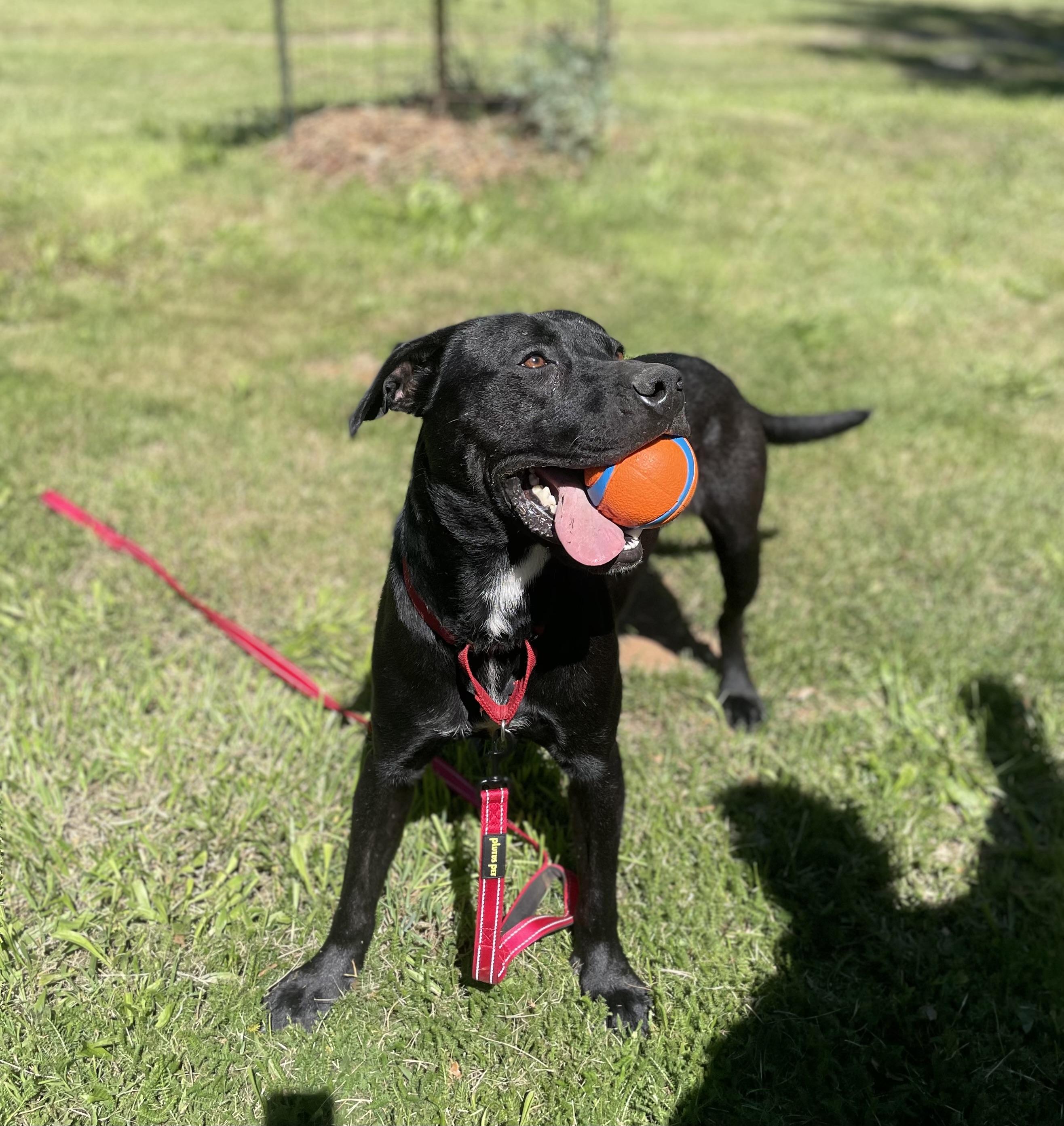 Dojo, ADOPTABLE, Young Male Pit Bull Terrier.