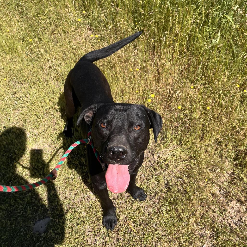 Enlarge Dojo, a ADOPTABLE Pit Bull Terrier in Grass Valley, CA image 3/6