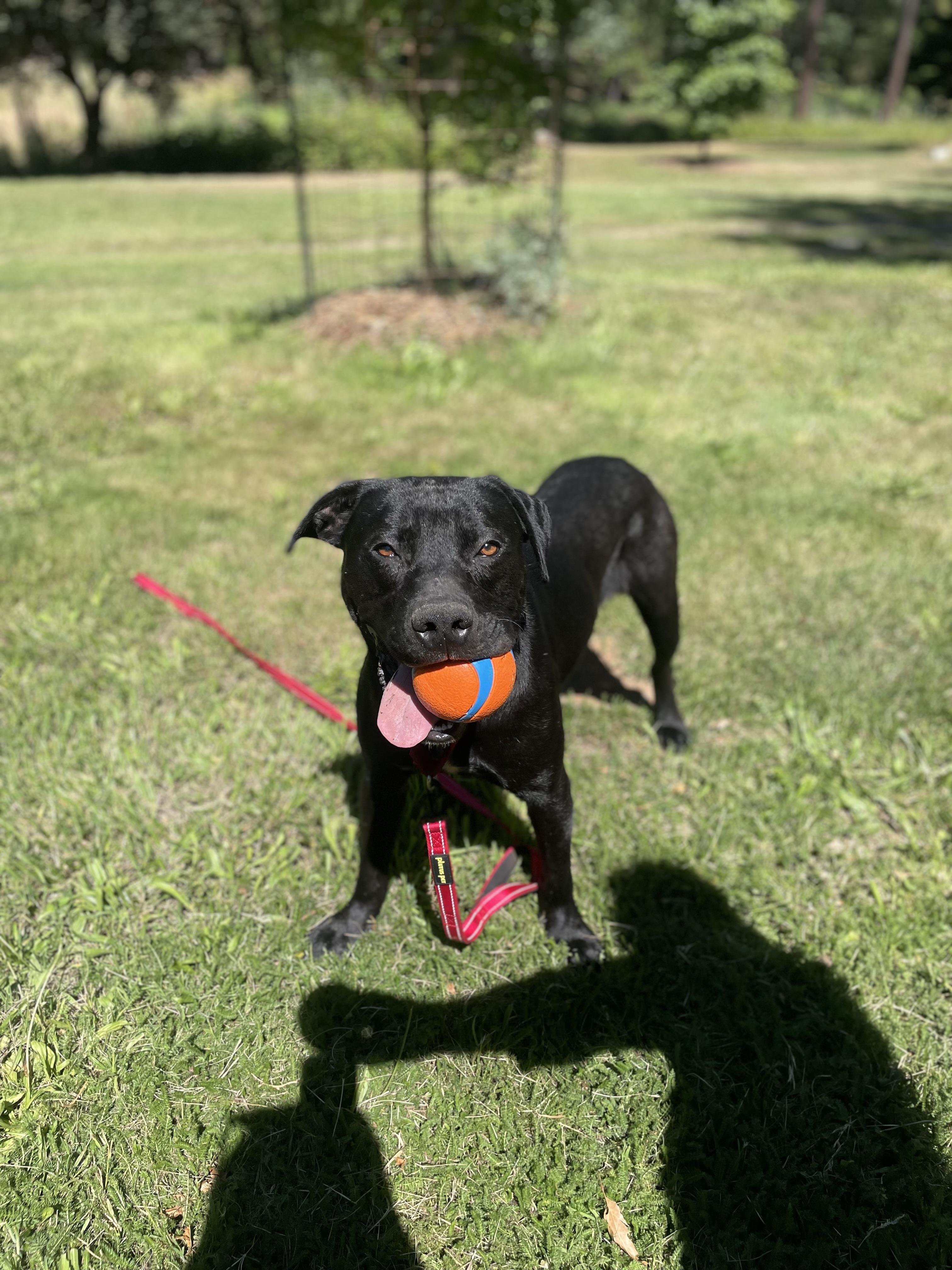 Enlarge Dojo, a ADOPTABLE Pit Bull Terrier in Grass Valley, CA image 4/6