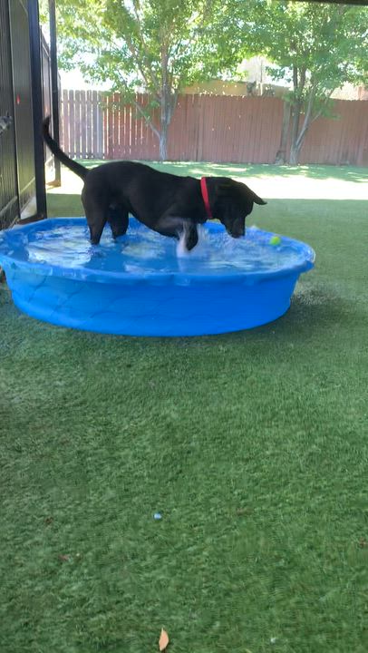 Enlarge Dojo, a ADOPTABLE Pit Bull Terrier in Grass Valley, CA video 6/6