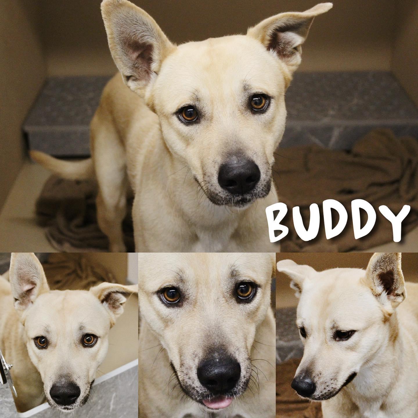 Enlarge Buddy, a Adoptable mixed breed in Joliet, IL image 1/1