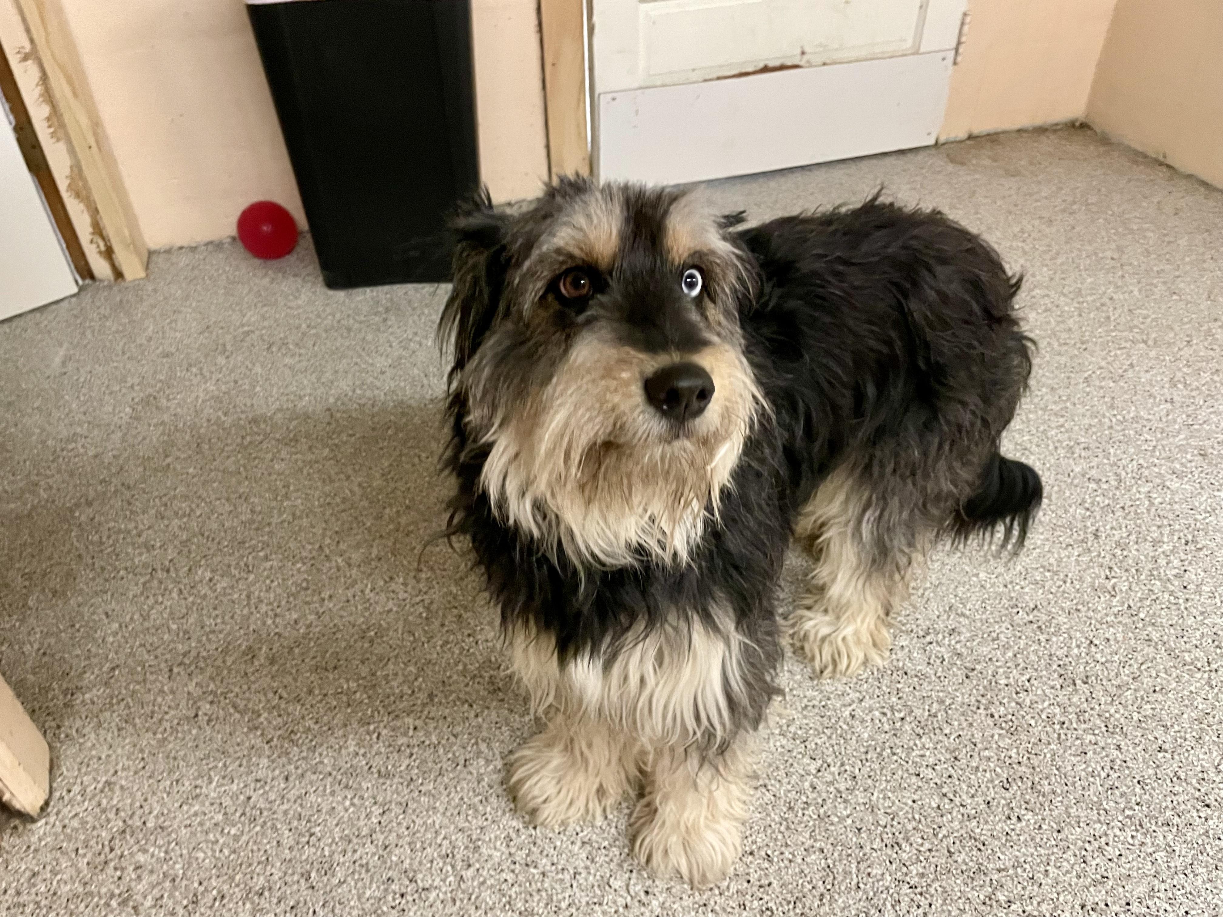 Annie, adopted, Adult Female Schnoodle.