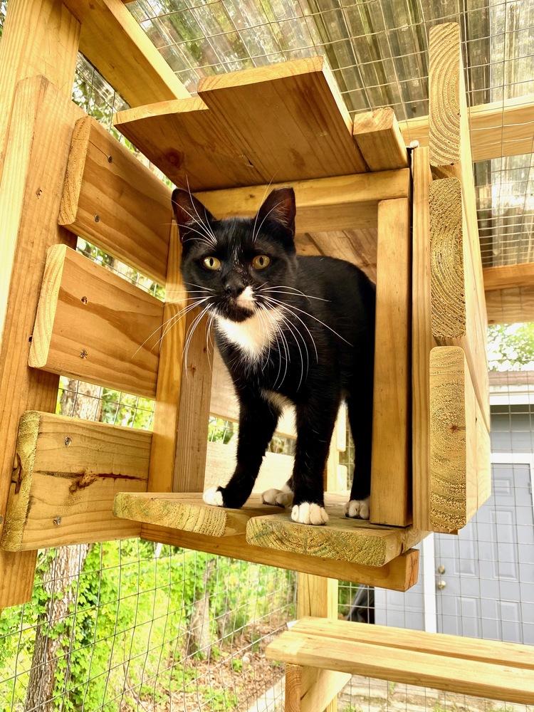 George, Adoptable, Adult Male Domestic Short Hair.