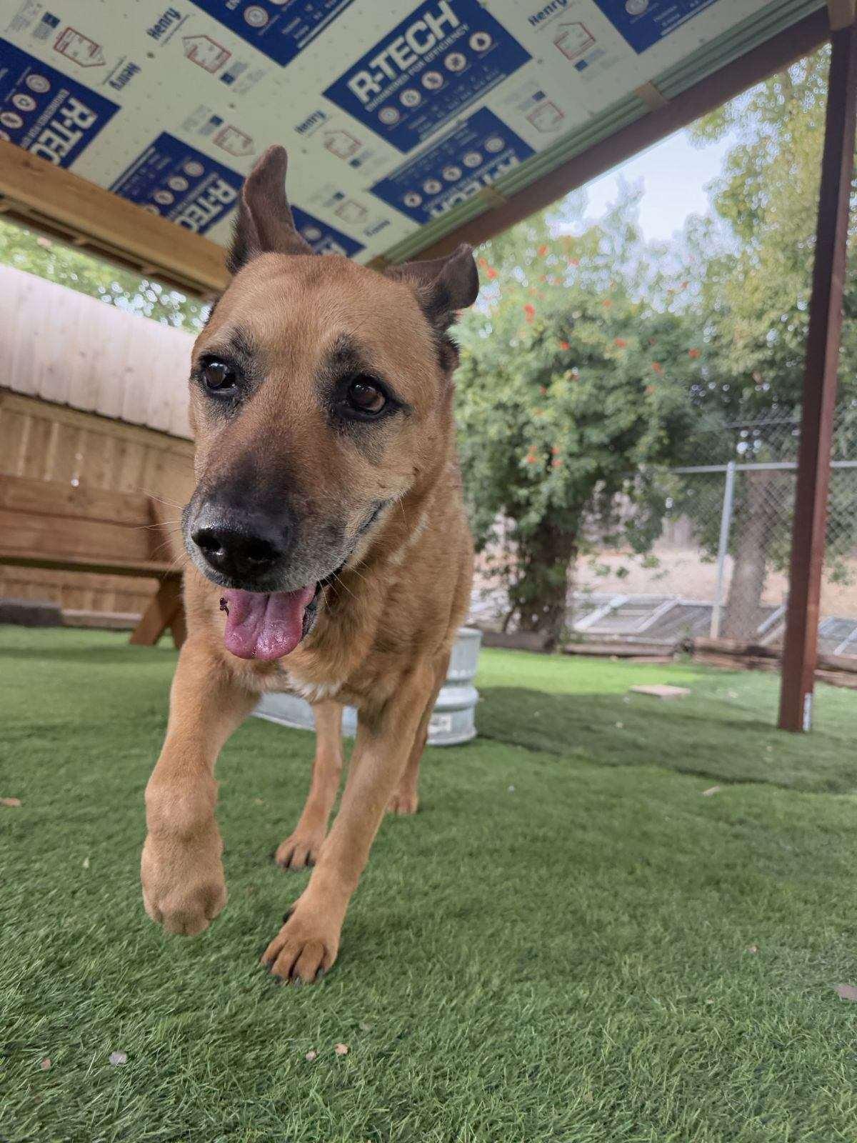 Enlarge Timmy, a Adoptable German Shepherd Dog in San Diego, CA image 1/3