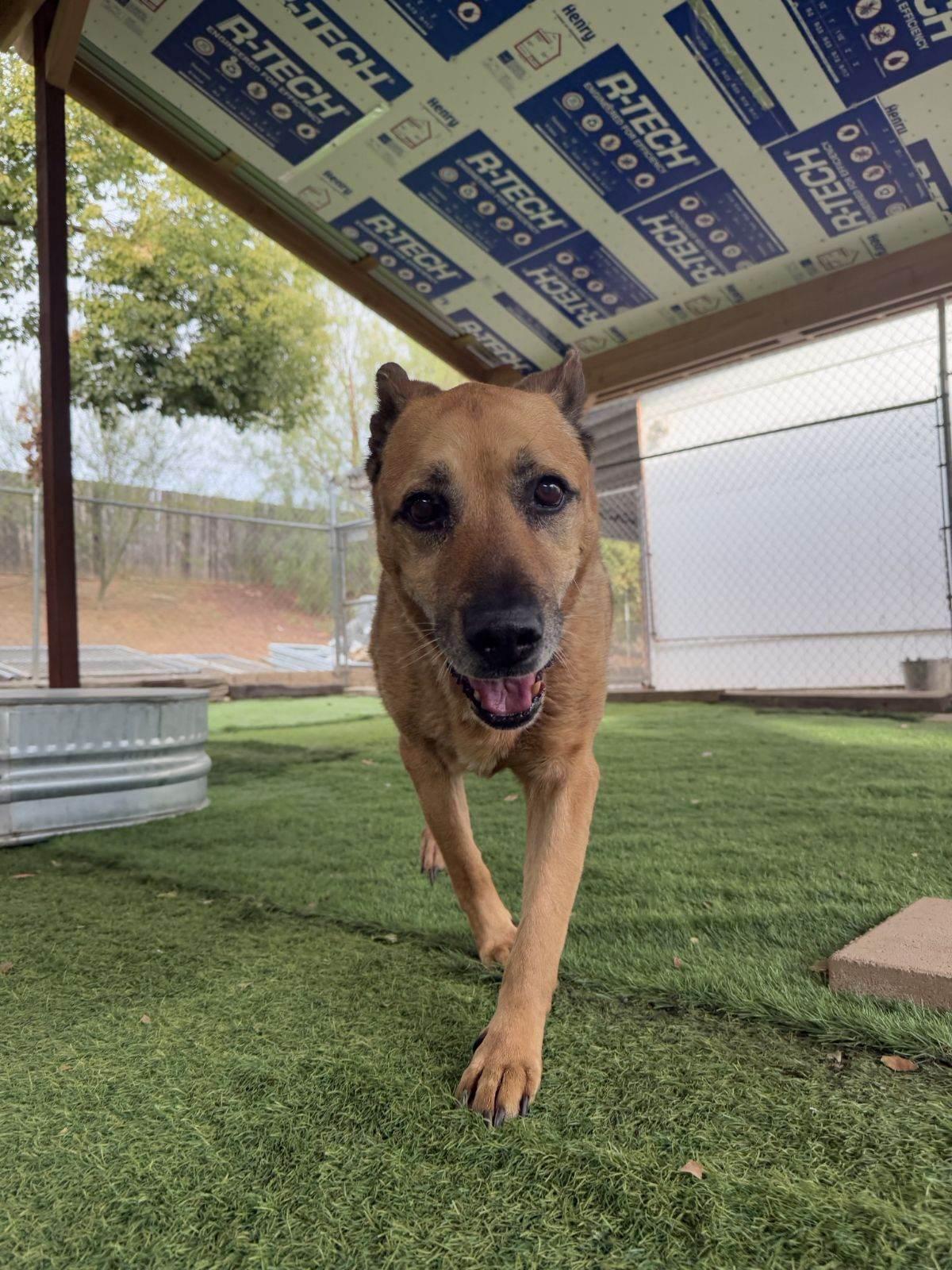 Enlarge Timmy, a Adoptable German Shepherd Dog in San Diego, CA image 2/3