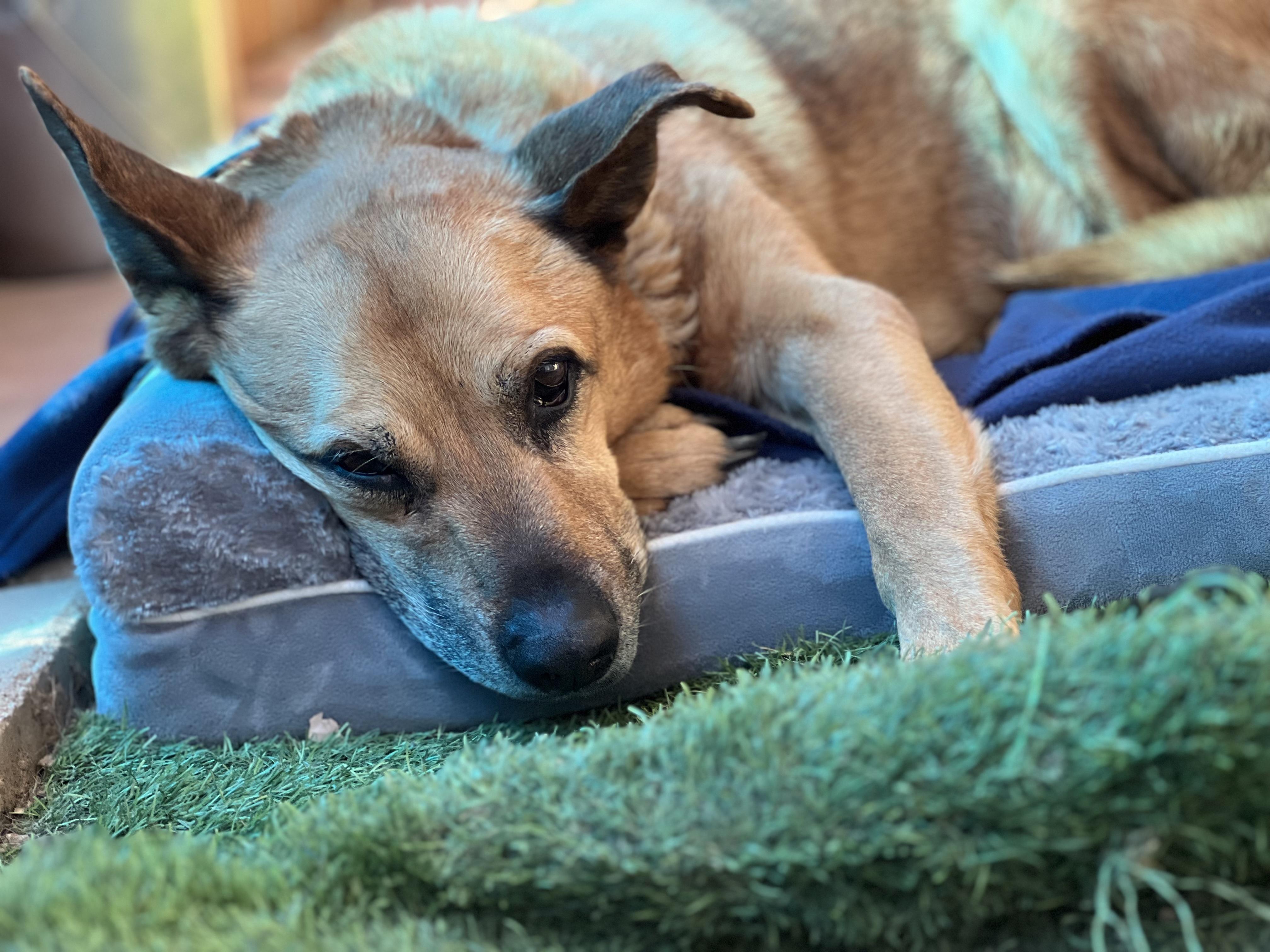 Enlarge Timmy, a Adoptable German Shepherd Dog in San Diego, CA image 3/3