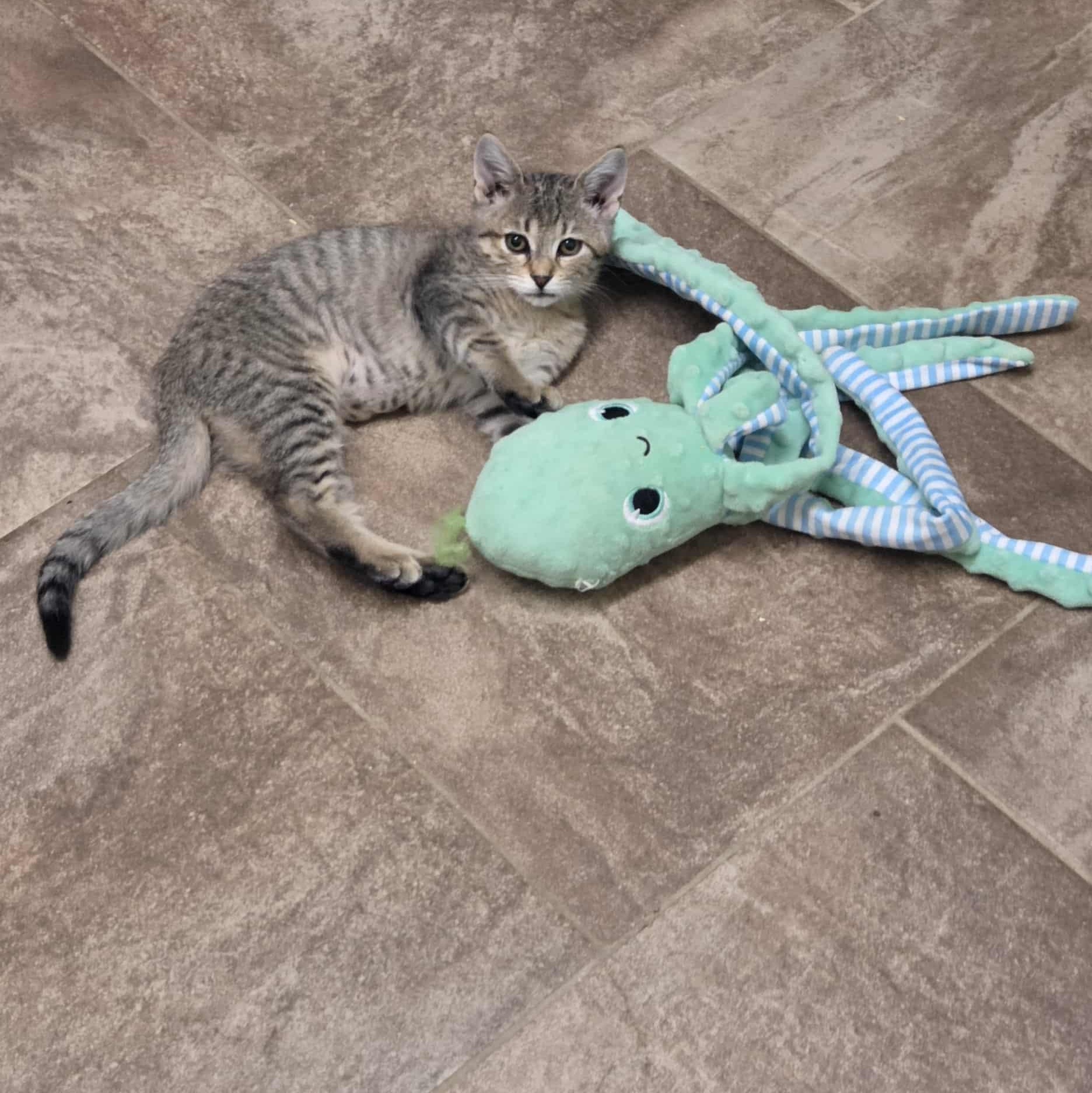 Ingrid, a Adoptable Domestic Short Hair in Nicholasville, KY image 3/6