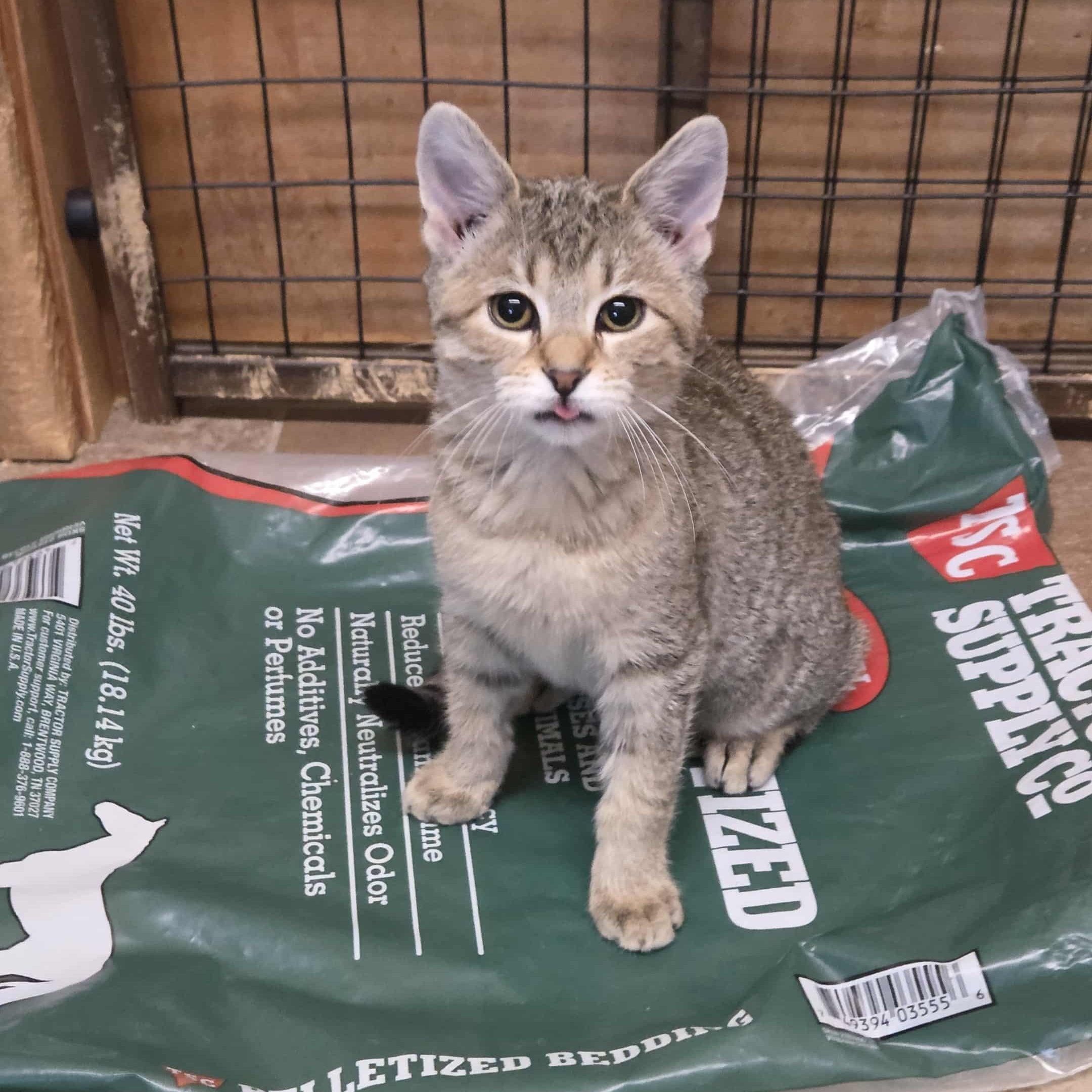 Ingrid, Adoptable, Young Female Domestic Short Hair.