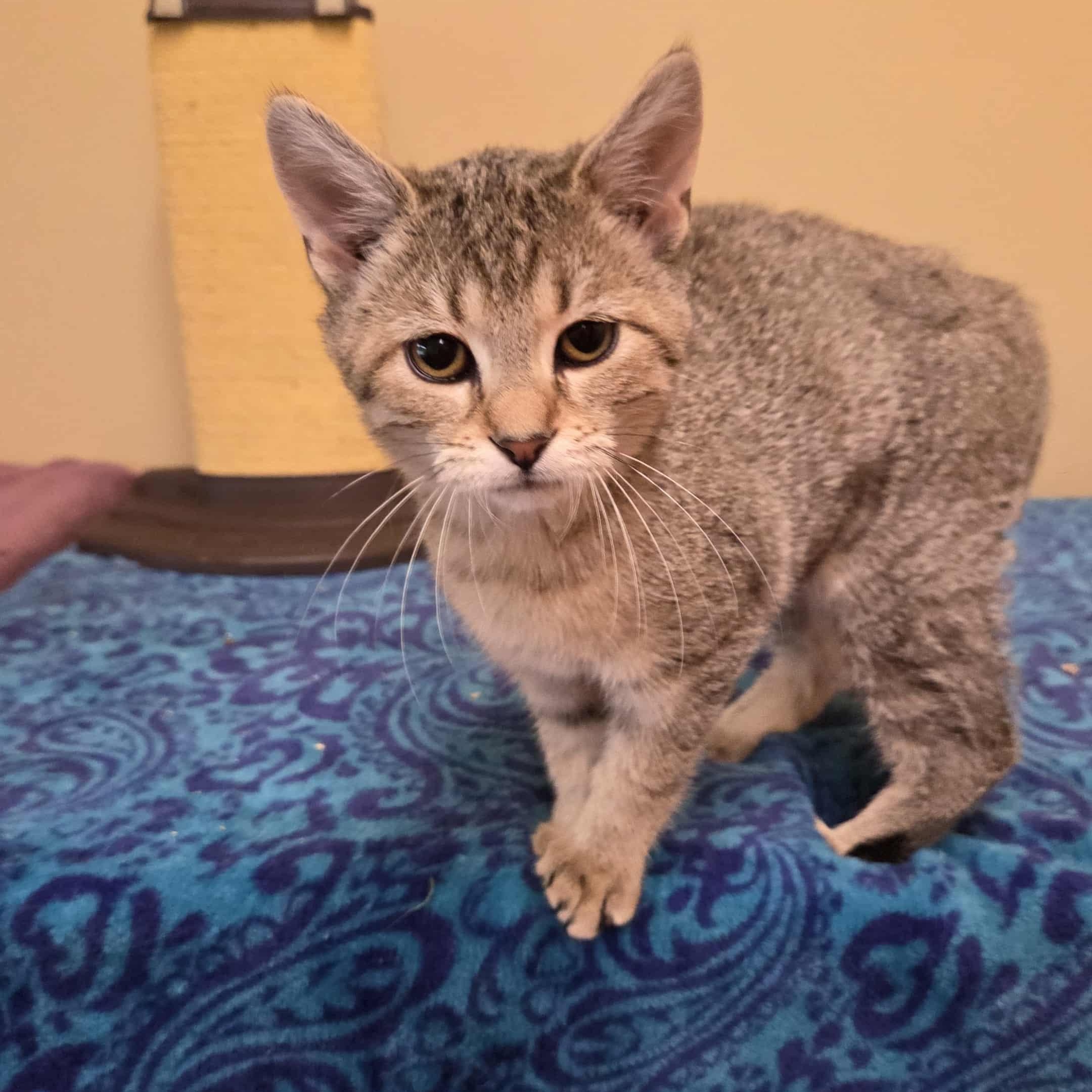 Ingrid, a Adoptable Domestic Short Hair in Nicholasville, KY image 6/6