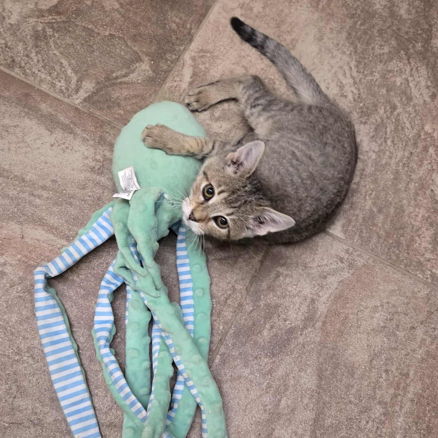 Ingrid, a Adoptable Domestic Short Hair in Nicholasville, KY image 5/6