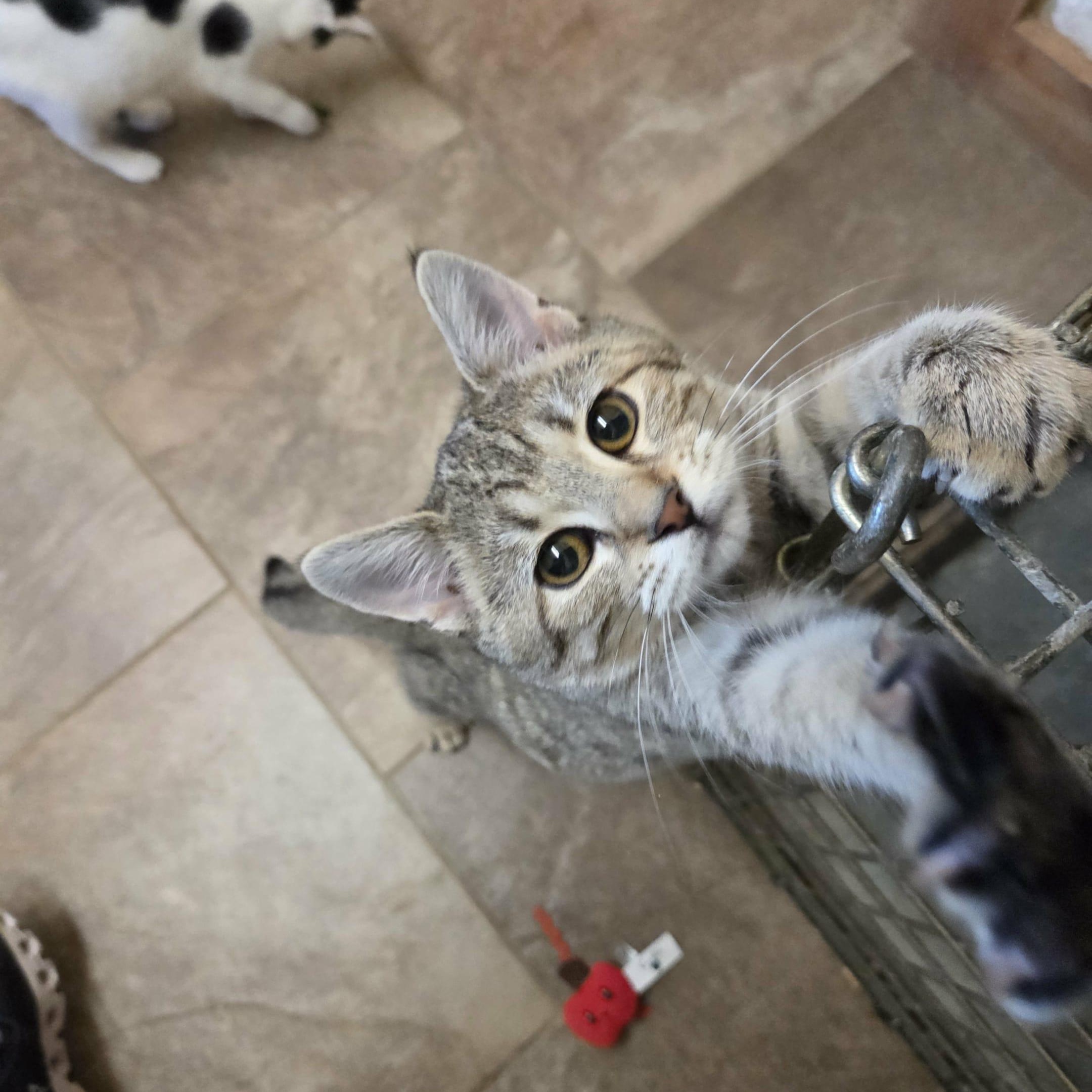 Ingrid, a Adoptable Domestic Short Hair in Nicholasville, KY image 2/6