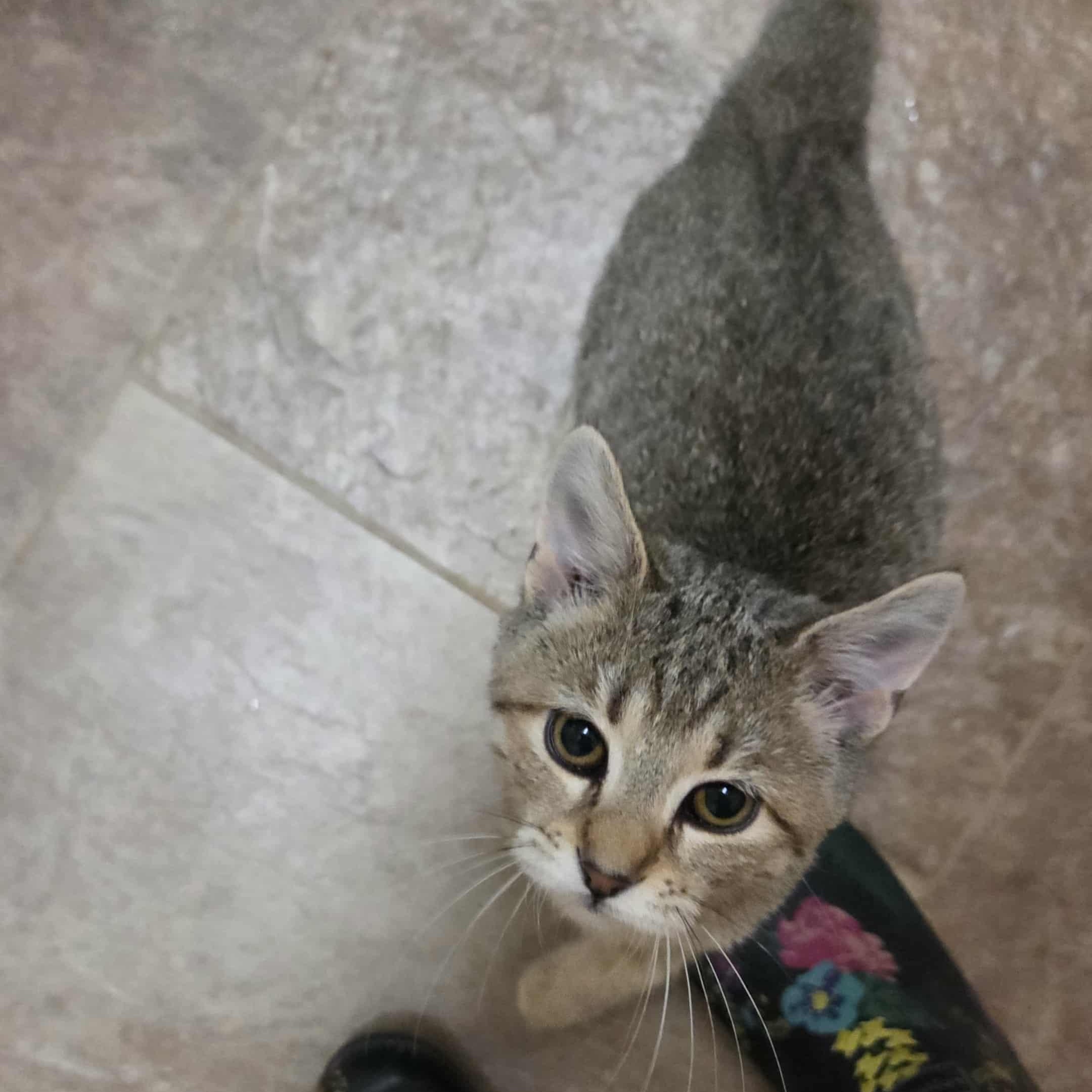 Ingrid, a Adoptable Domestic Short Hair in Nicholasville, KY image 4/6