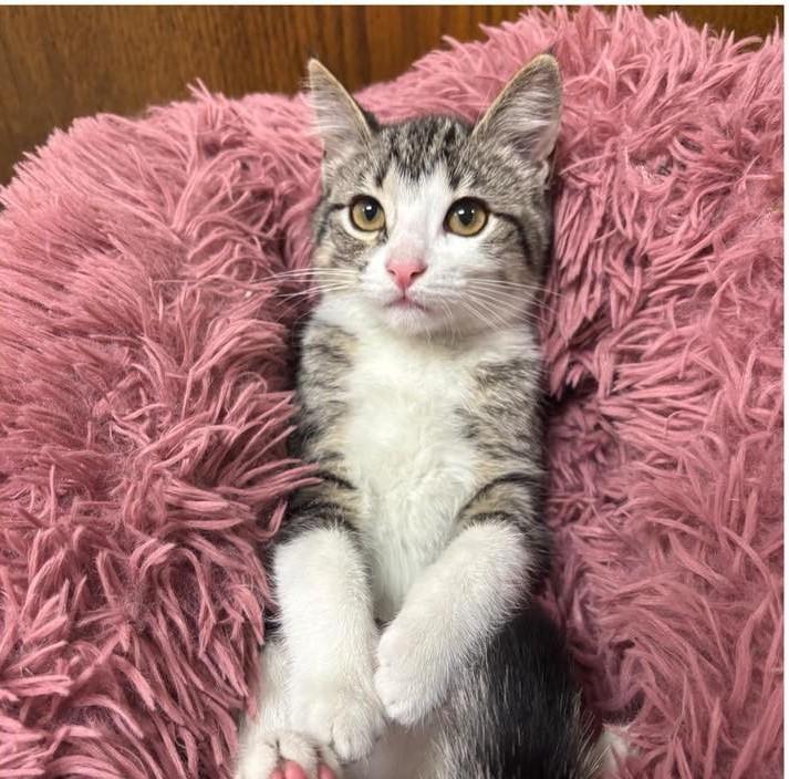 Connie, Adoptable, Young Female Domestic Short Hair.