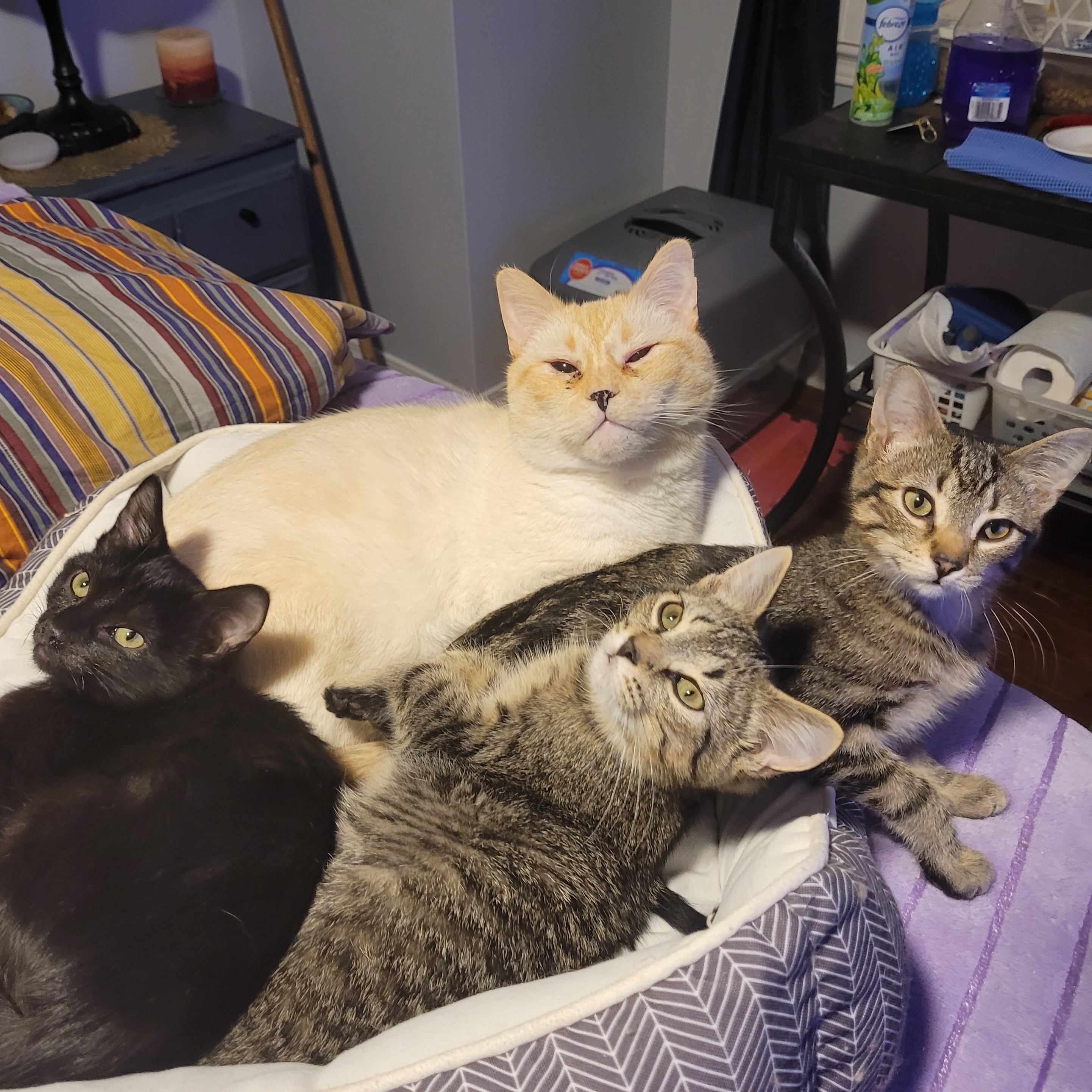 Enlarge GABBY (F) TABBY d.o.b 13 july 2025, a Adoptable Domestic Short Hair in Ottawa, ON image 3/6