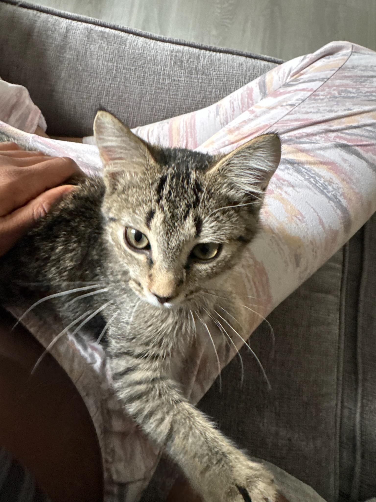 Enlarge GABBY (F) TABBY d.o.b 13 july 2025, a Adoptable Domestic Short Hair in Ottawa, ON image 1/6