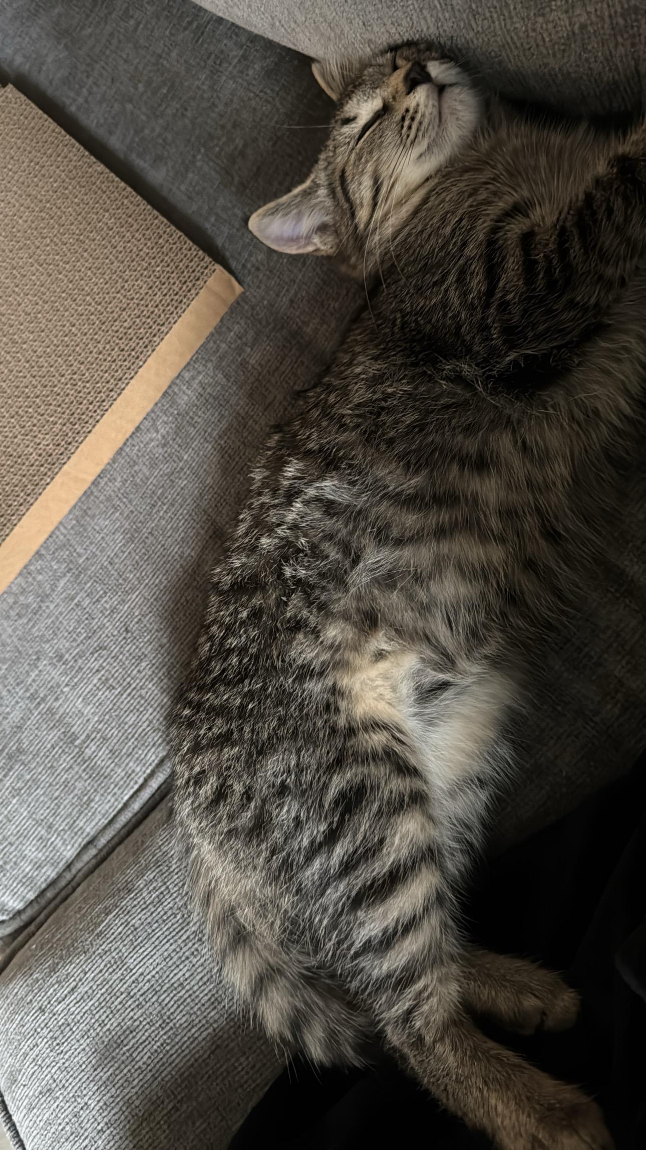 Enlarge GABBY (F) TABBY d.o.b 13 july 2025, a Adoptable Domestic Short Hair in Ottawa, ON image 6/6