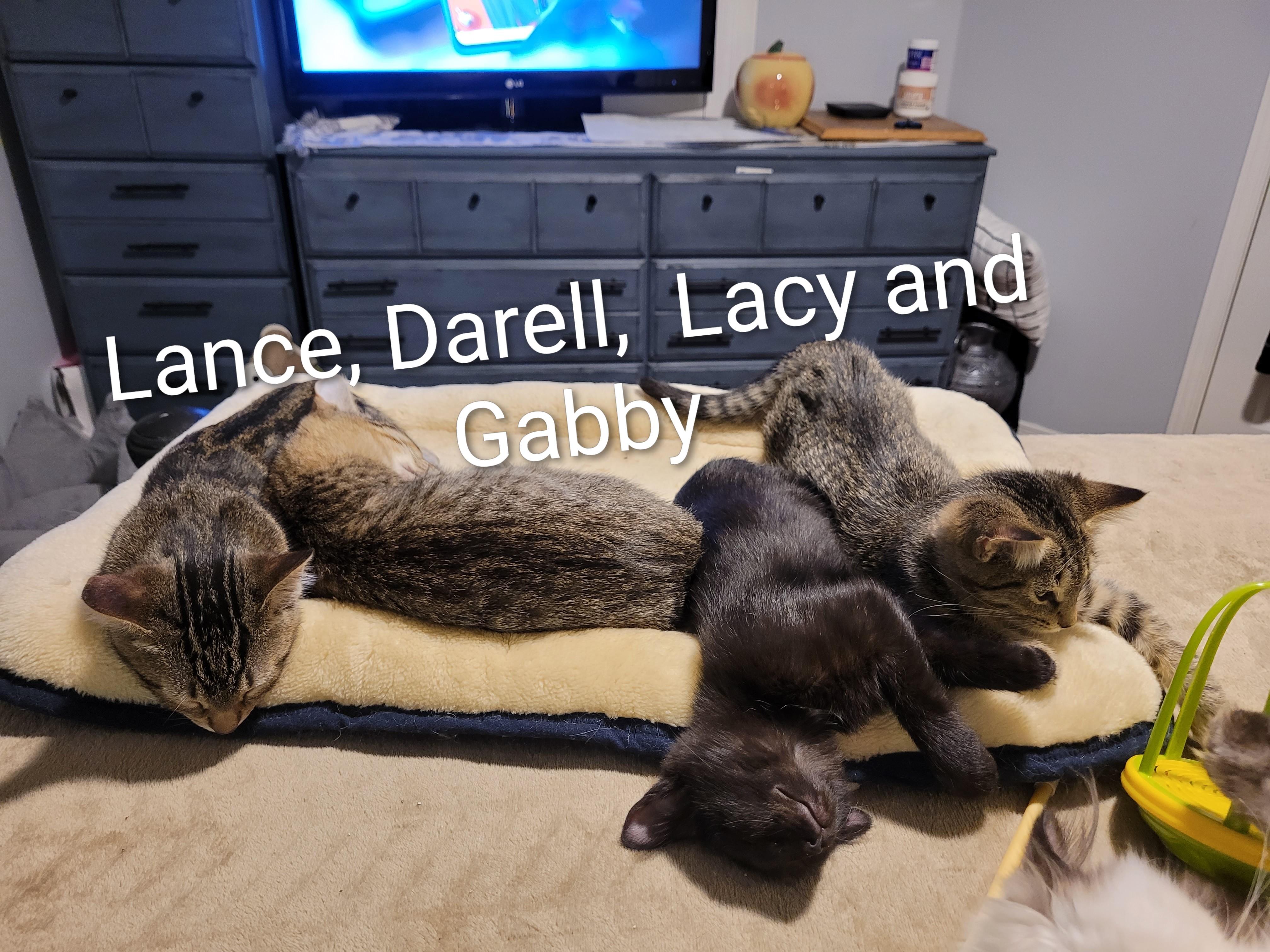 Enlarge GABBY (F) TABBY d.o.b 13 july 2025, a Adoptable Domestic Short Hair in Ottawa, ON image 4/6