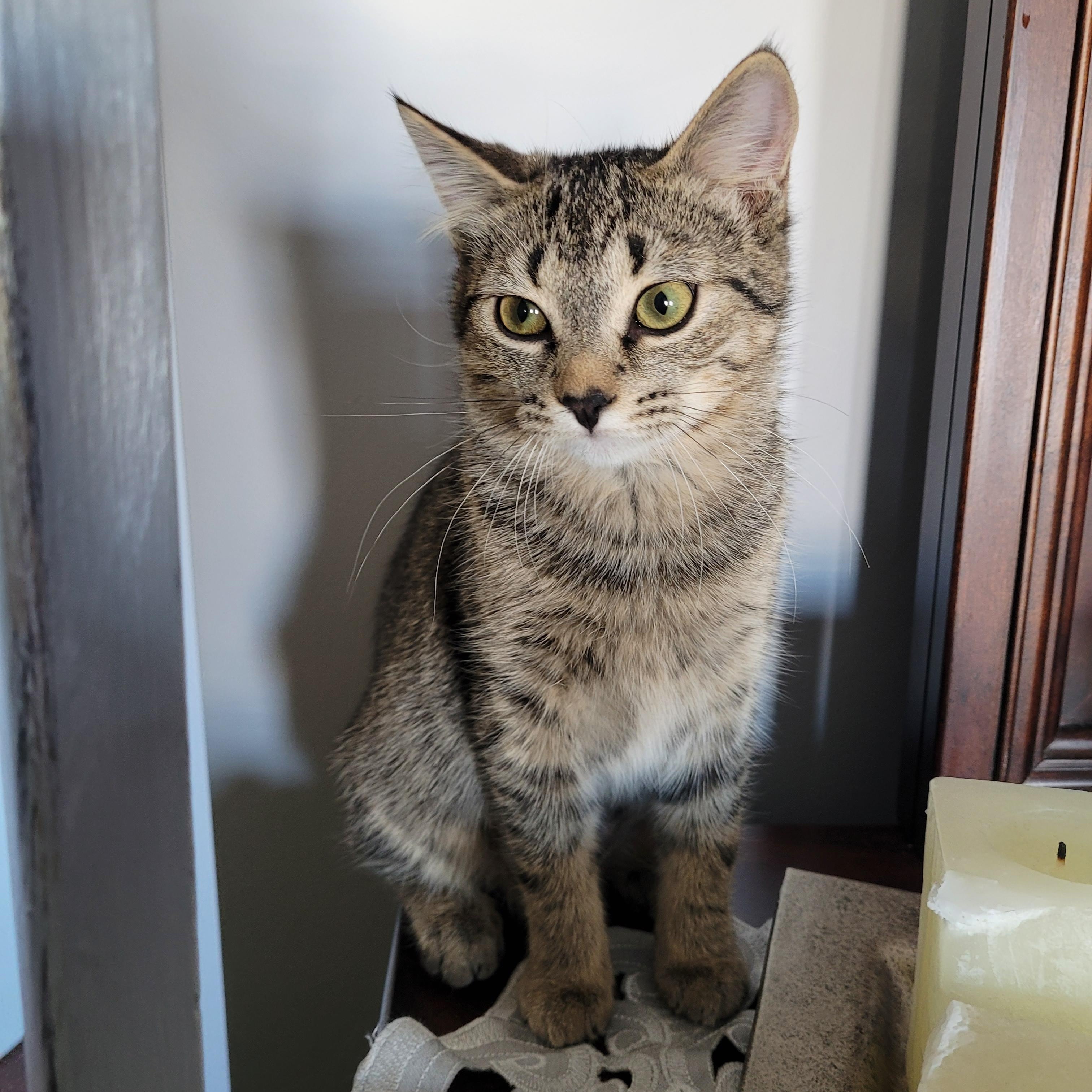 Enlarge GABBY (F) TABBY d.o.b 13 july 2025, a Adoptable Domestic Short Hair in Ottawa, ON image 2/5