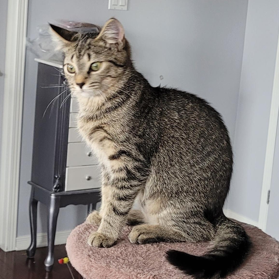 Enlarge GABBY (F) TABBY d.o.b 13 july 2025, a Adoptable Domestic Short Hair in Ottawa, ON image 5/5