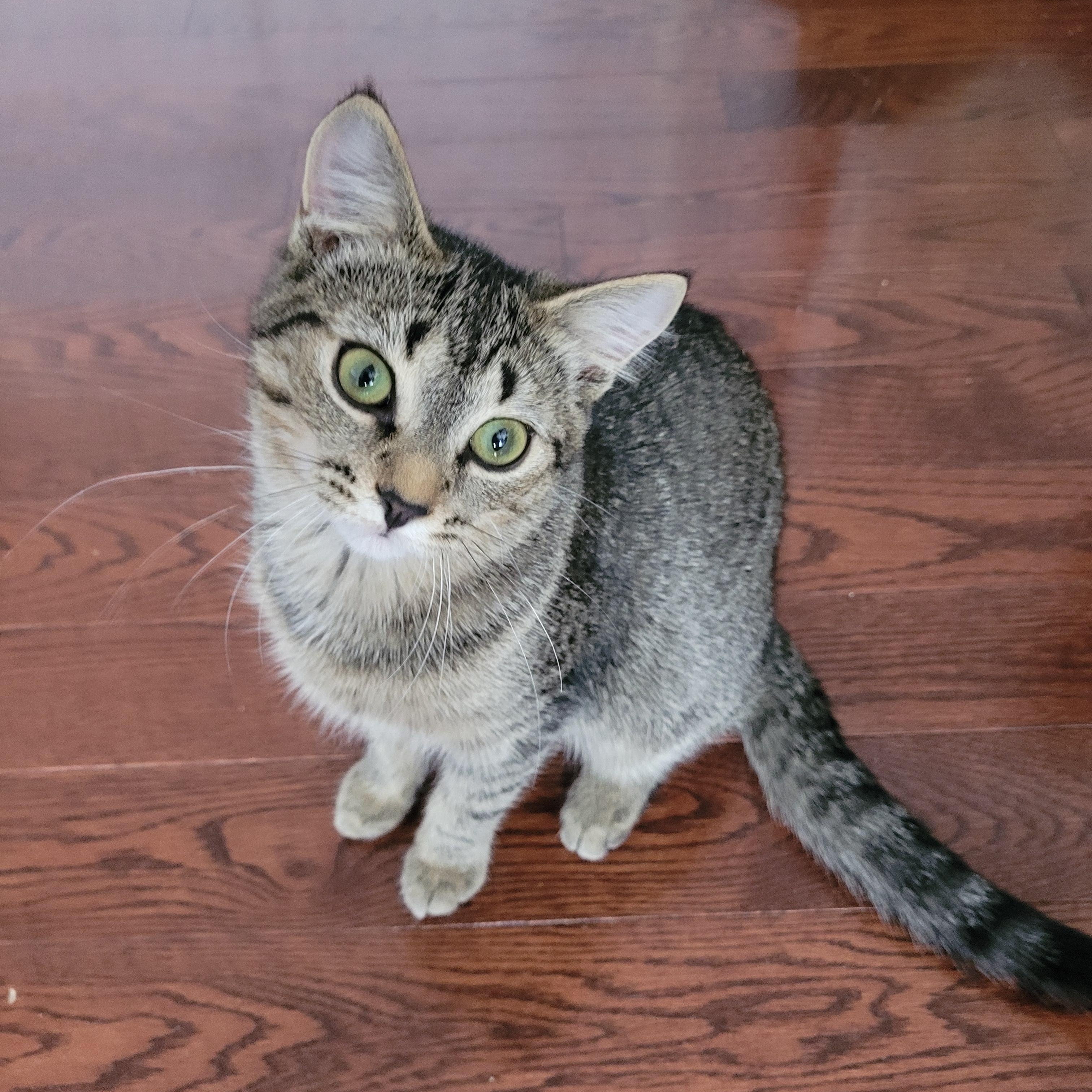 GABBY (F) TABBY d.o.b 13 july 2025, Adoptable, Young Female Domestic Short Hair.