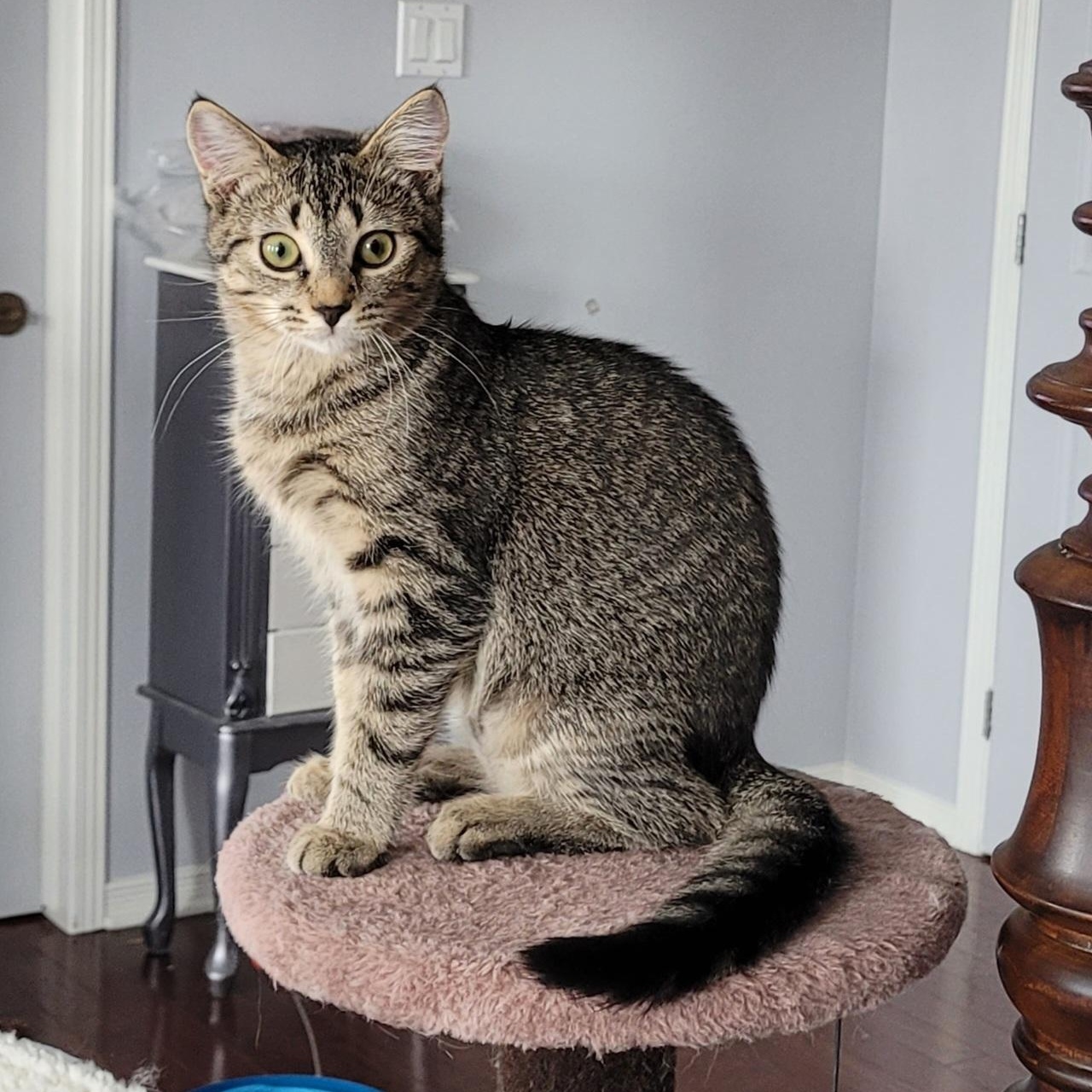 Enlarge GABBY (F) TABBY d.o.b 13 july 2025, a Adoptable Domestic Short Hair in Ottawa, ON image 4/5