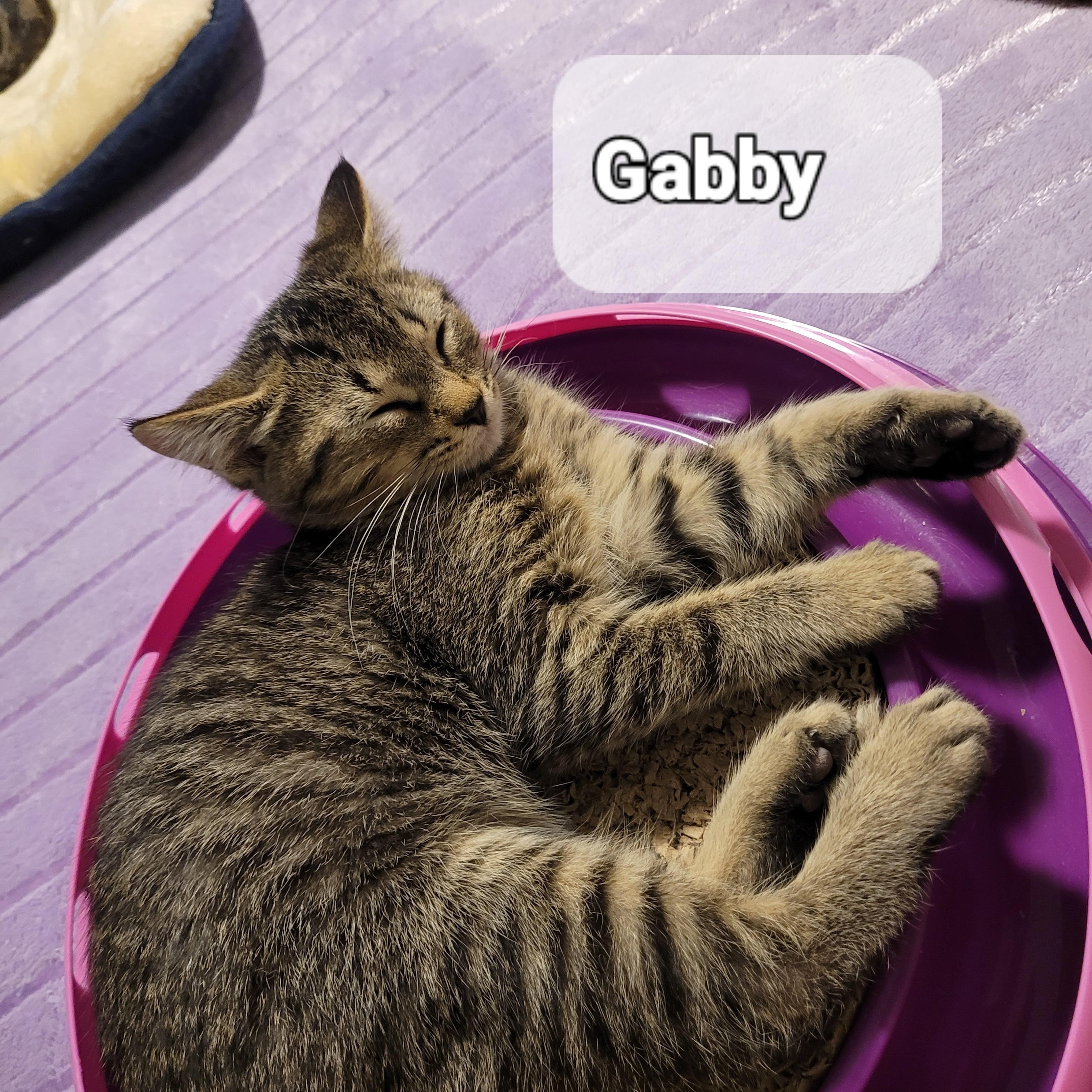 Enlarge GABBY (F) TABBY d.o.b 13 july 2025, a Adoptable Domestic Short Hair in Ottawa, ON image 2/6