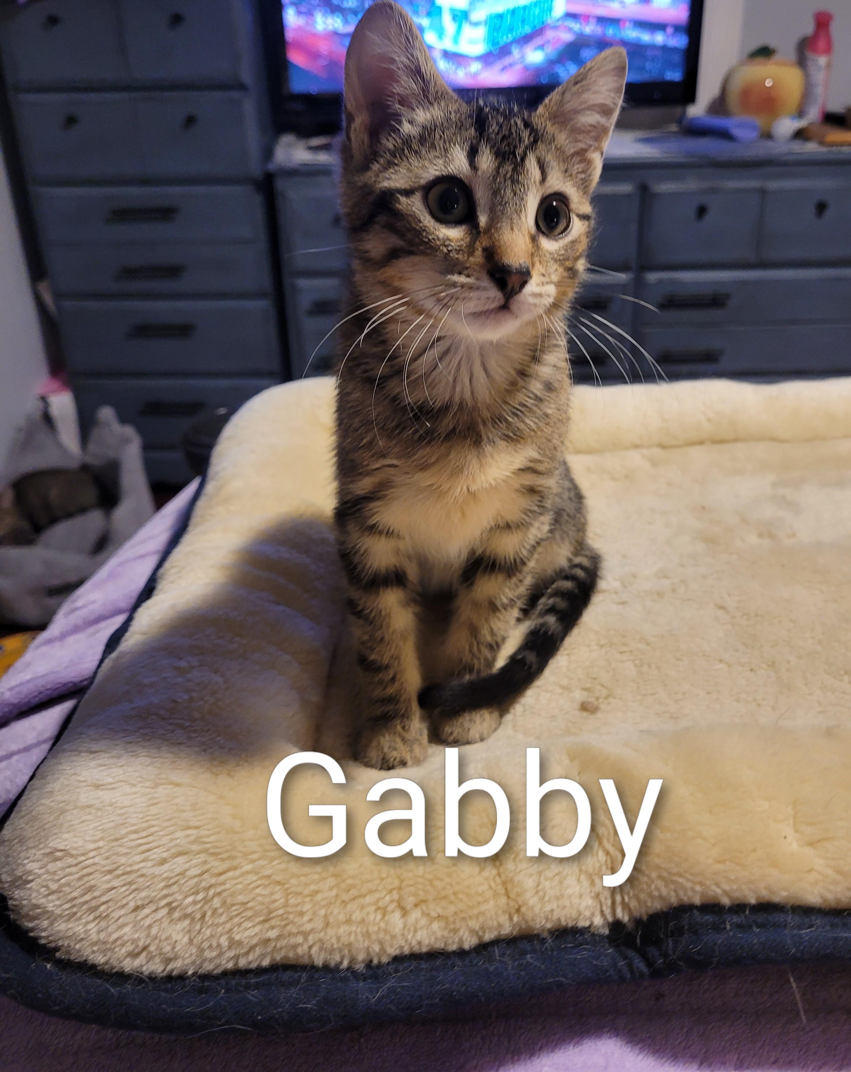 Enlarge GABBY (F) TABBY d.o.b 13 july 2025, a Adoptable Domestic Short Hair in Ottawa, ON image 5/6