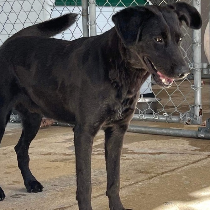 Legend, Adoptable, Adult Male Black Labrador Retriever.
