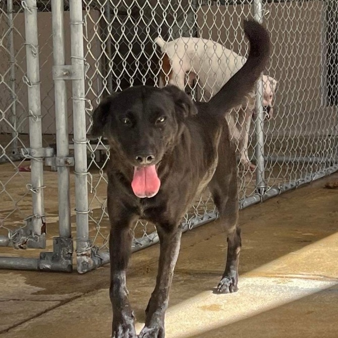 Enlarge Legend, a Adoptable Black Labrador Retriever in Humacao, PR image 2/6
