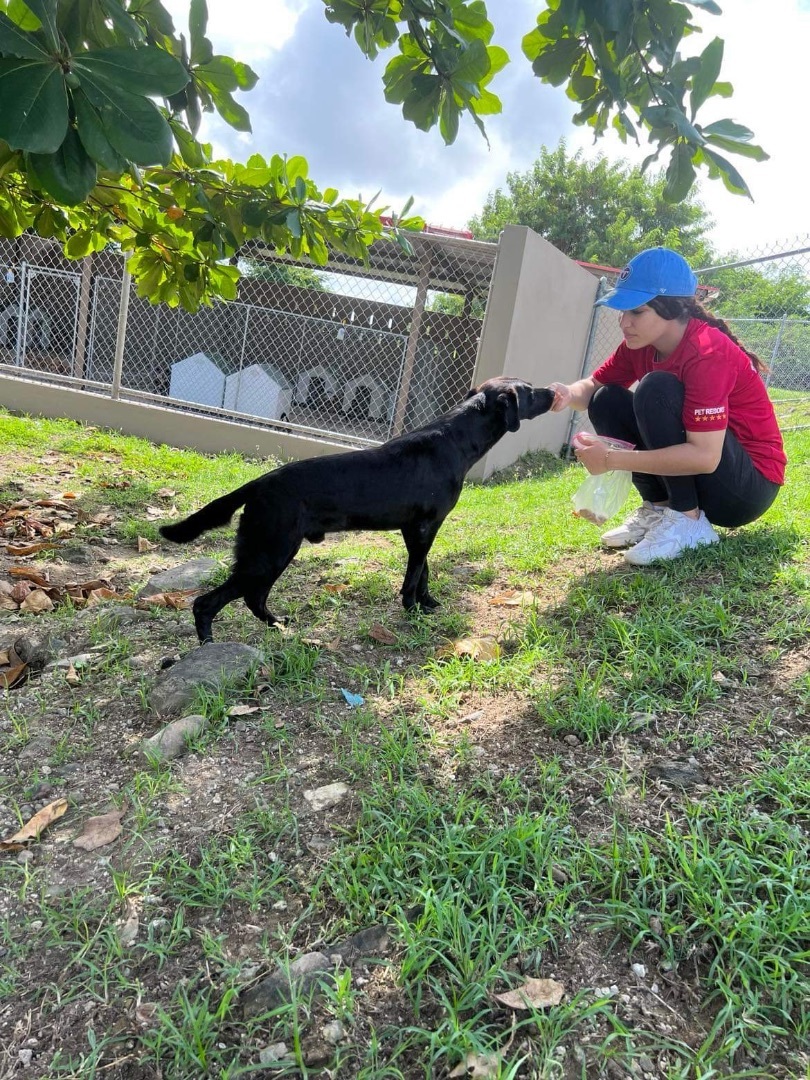 Enlarge Legend, a Adoptable Black Labrador Retriever in Humacao, PR image 3/6