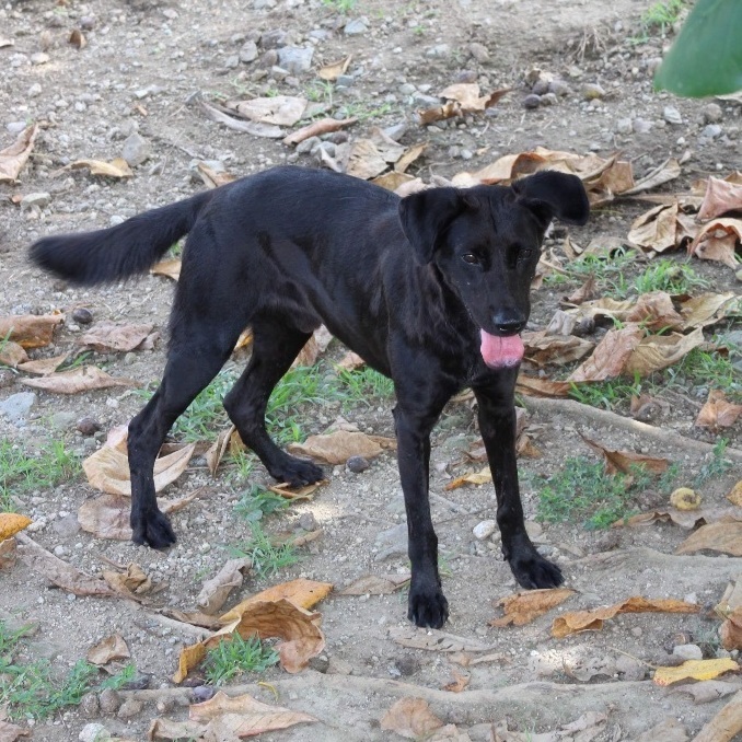 Enlarge Legend, a Adoptable Black Labrador Retriever in Humacao, PR image 4/6