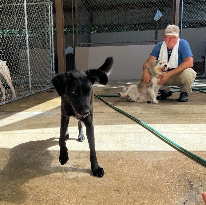 Enlarge Legend, a Adoptable Black Labrador Retriever in Humacao, PR image 5/6