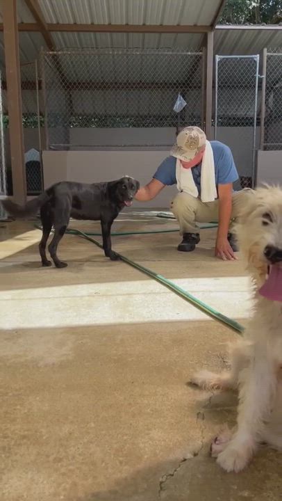 Enlarge Legend, a Adoptable Black Labrador Retriever in Humacao, PR video 6/6