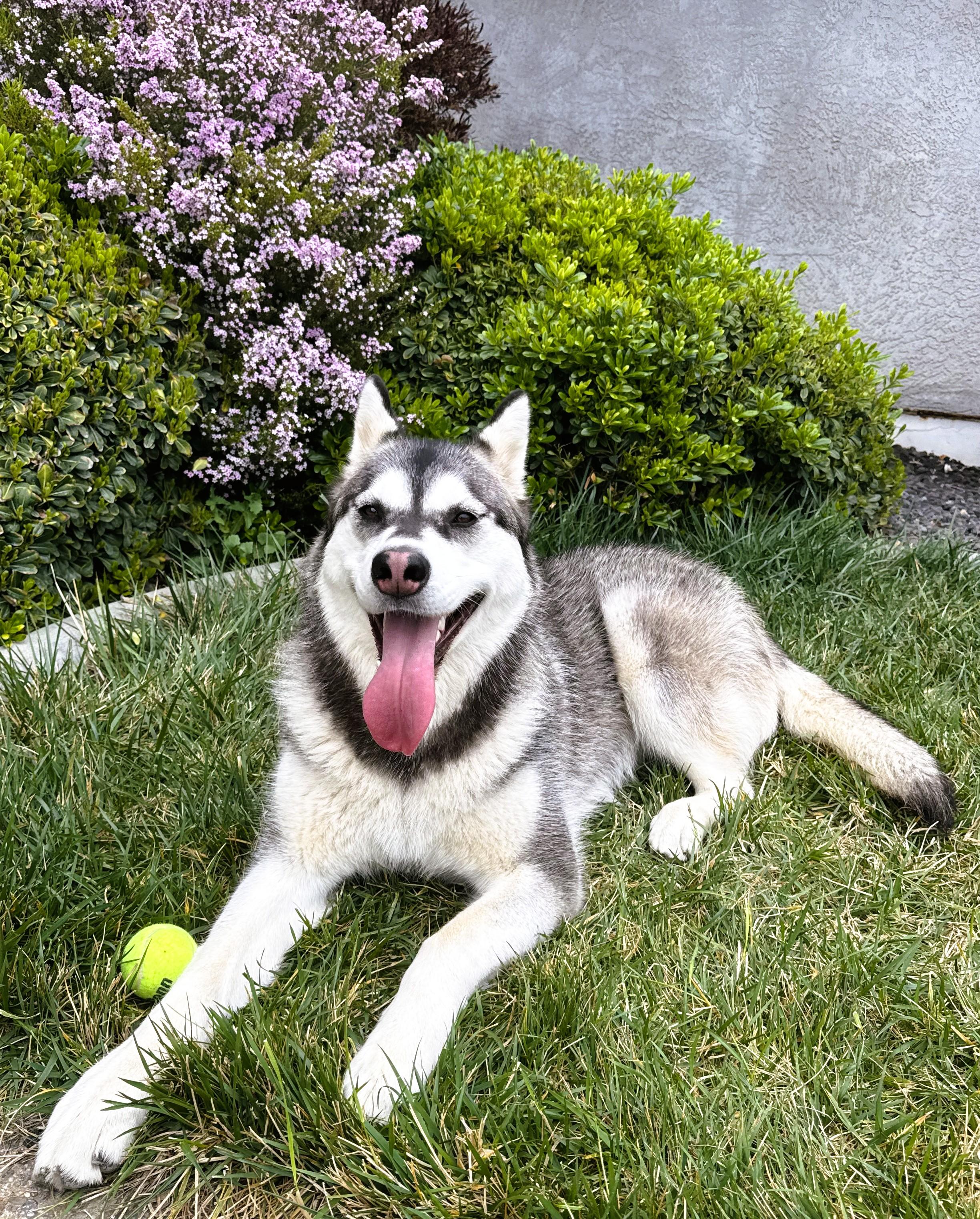 Enlarge Shiloh, a Adoptable Alaskan Malamute in tracy, CA image 3/6