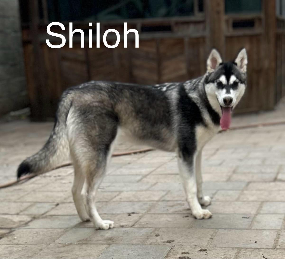 Enlarge Shiloh, a Adoptable Alaskan Malamute in tracy, CA image 2/3