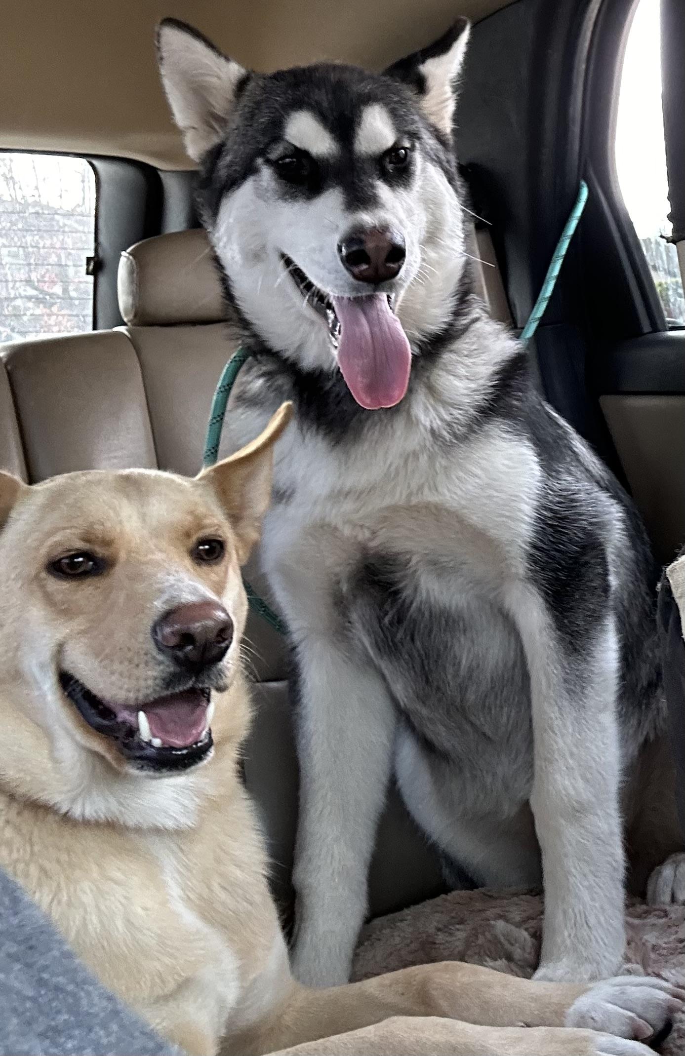 Enlarge Shiloh, a Adoptable Alaskan Malamute in tracy, CA image 3/3