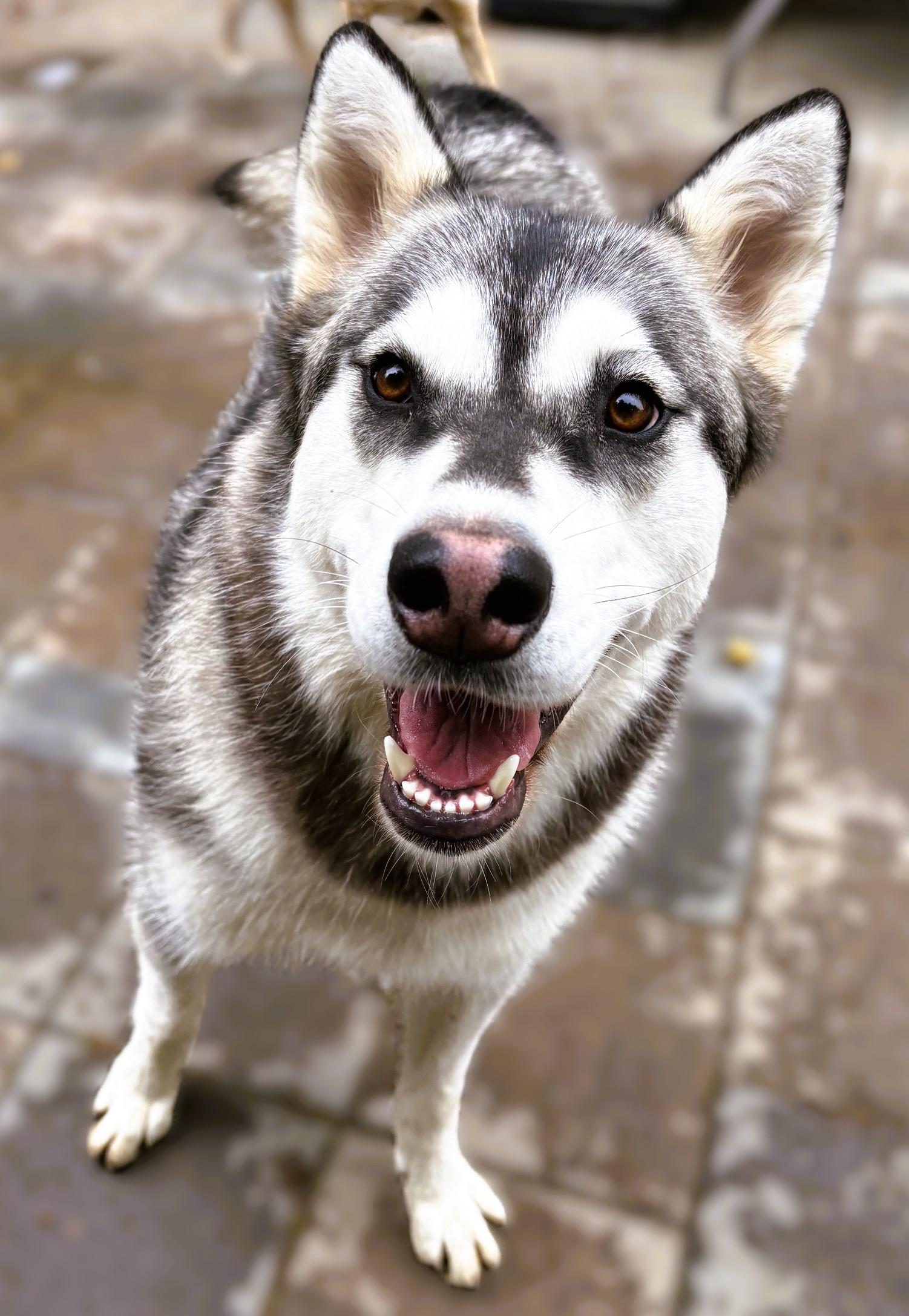 Shiloh, Adoptable, Young Female Alaskan Malamute.