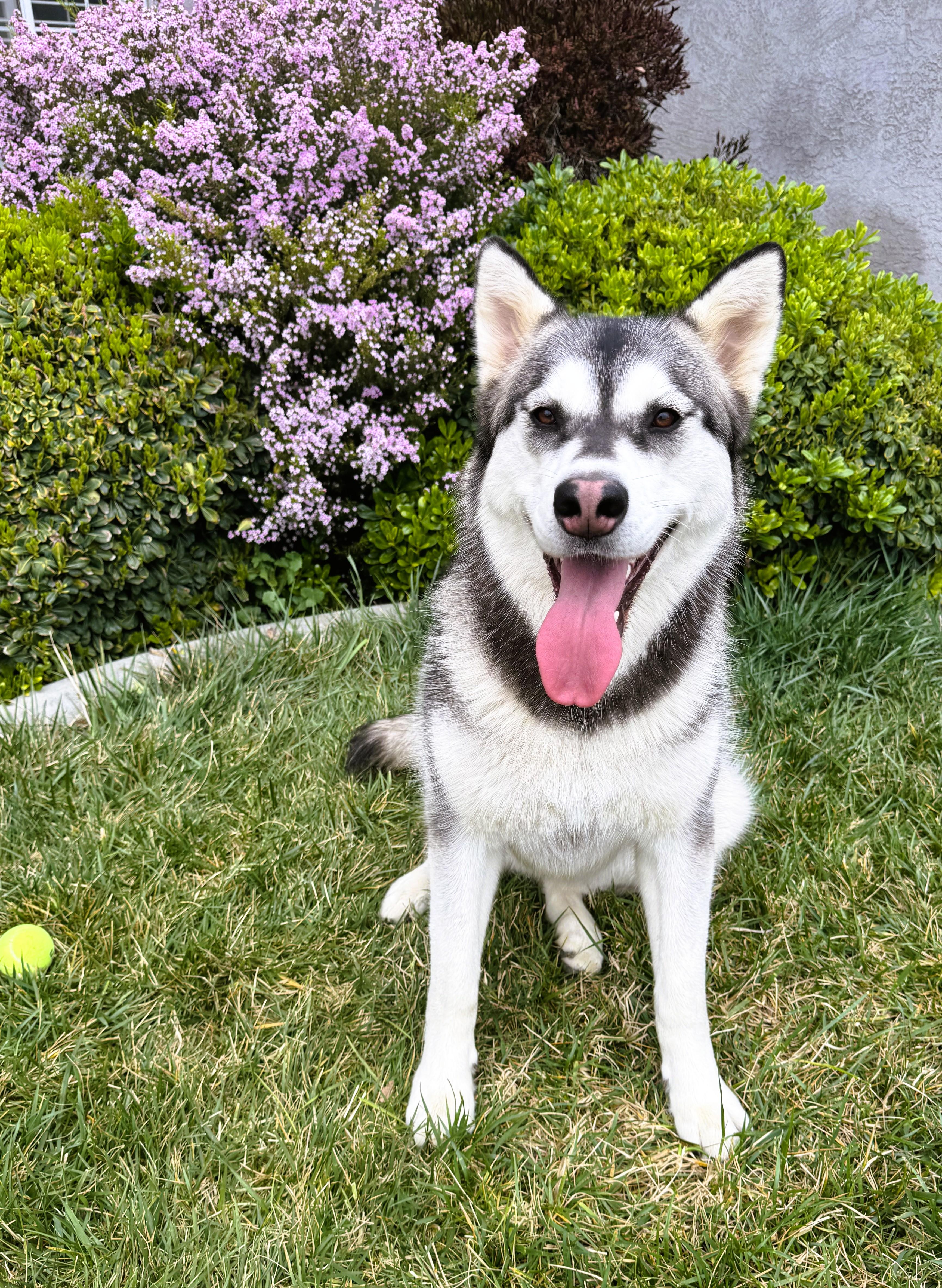 Enlarge Shiloh, a Adoptable Alaskan Malamute in tracy, CA image 2/6