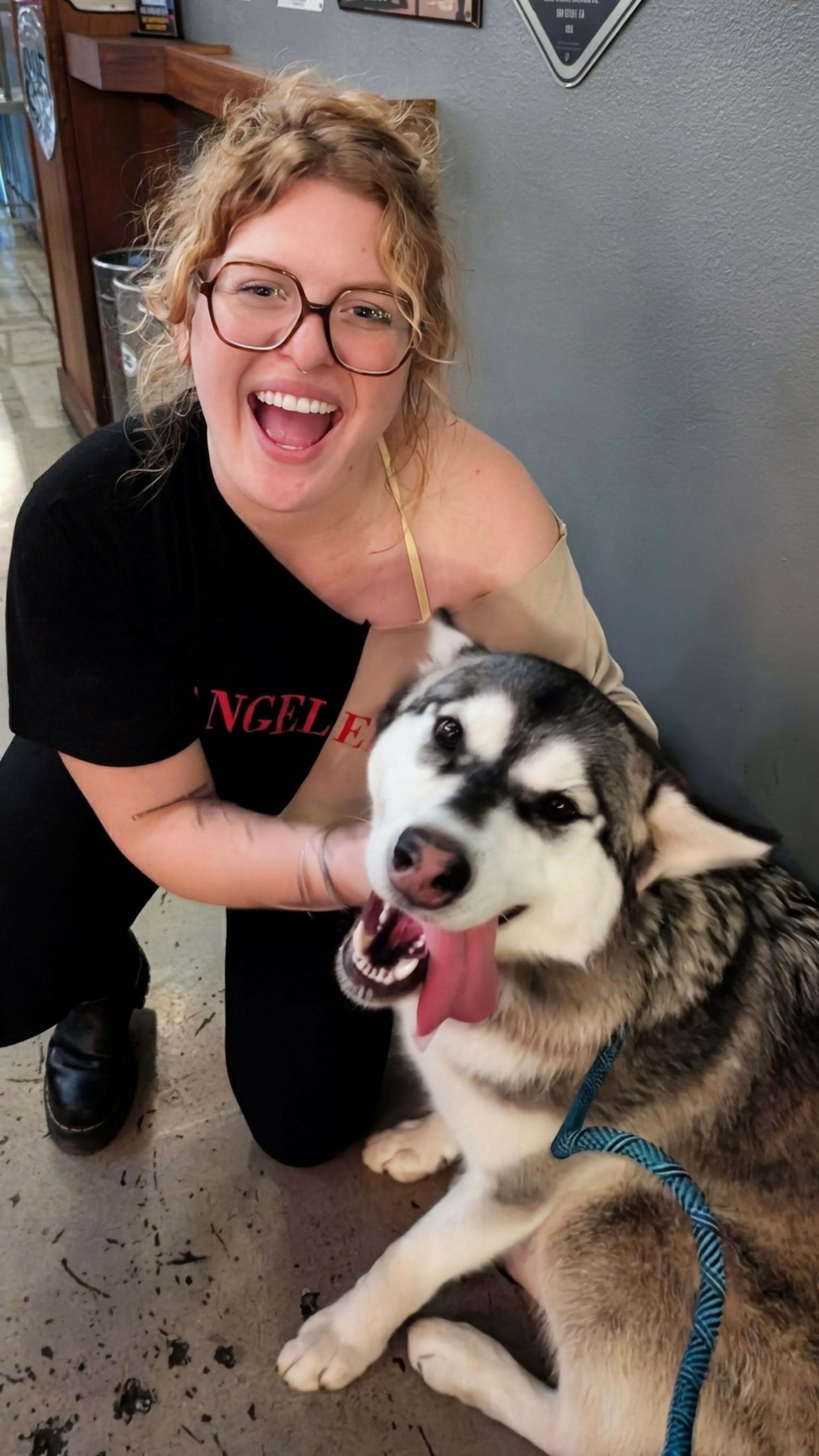 Enlarge Shiloh, a Adoptable Alaskan Malamute in tracy, CA image 5/6