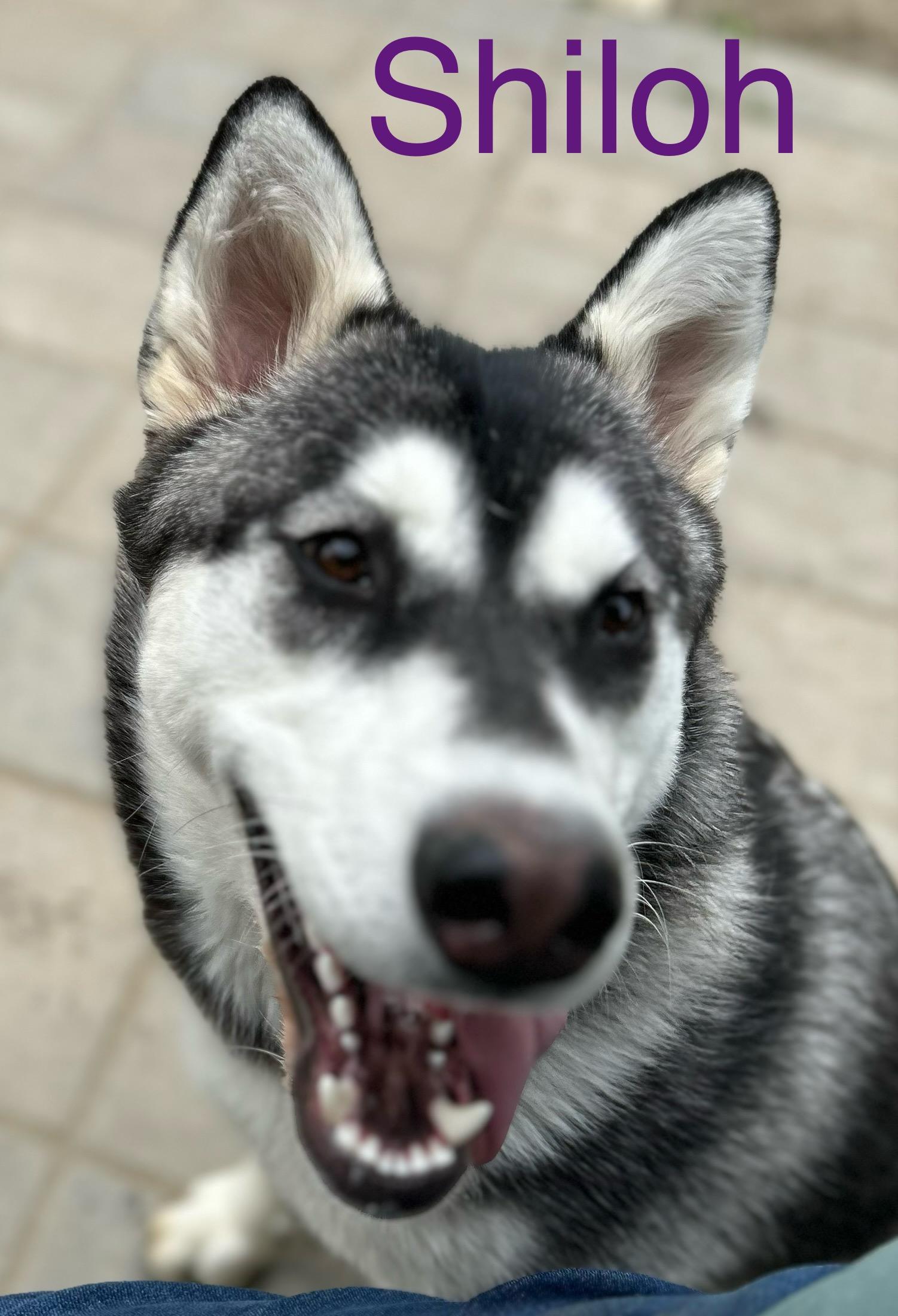 Enlarge Shiloh, a Adoptable Alaskan Malamute in tracy, CA image 1/3