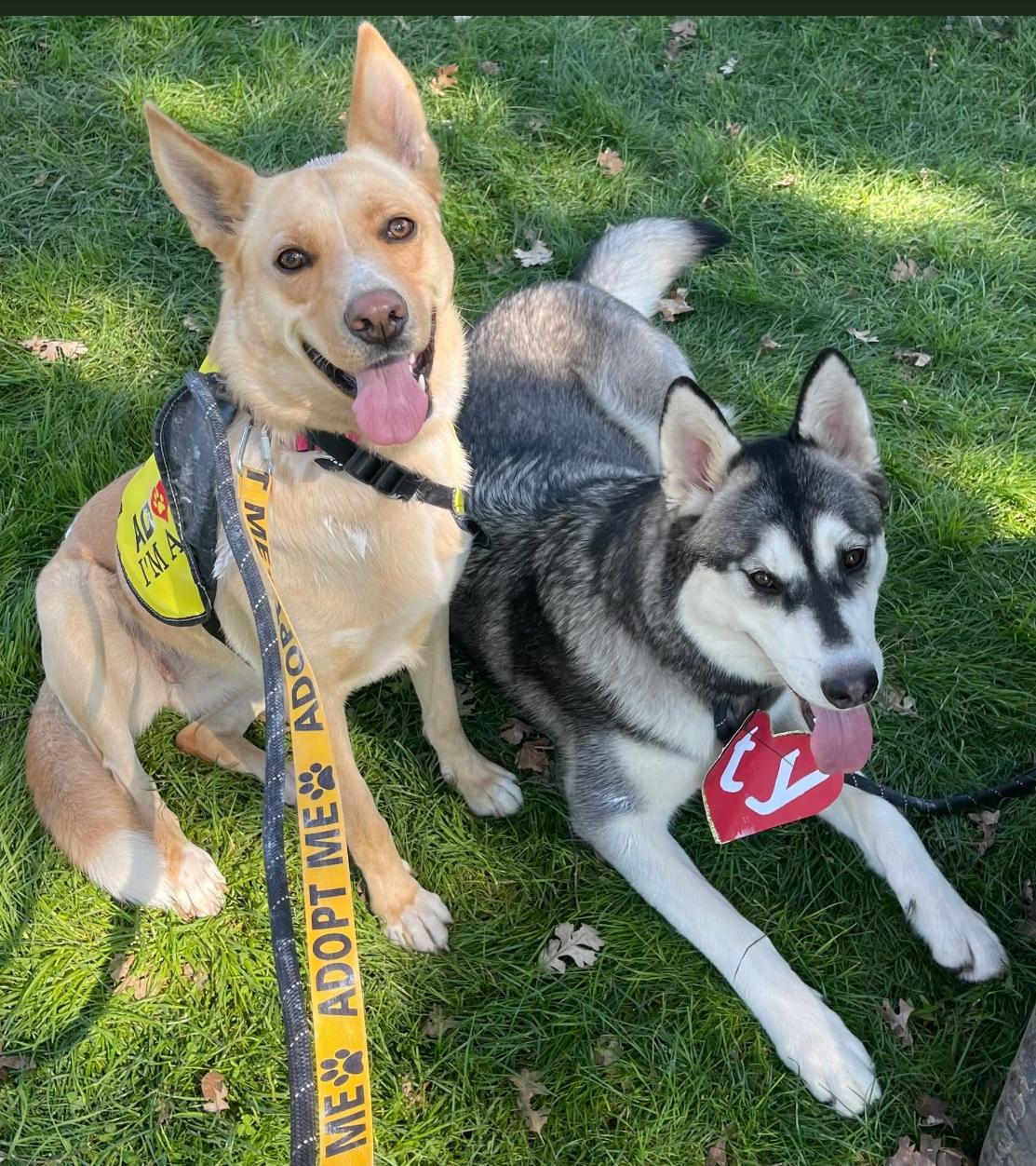 Enlarge Shiloh, a Adoptable Alaskan Malamute in tracy, CA image 4/6