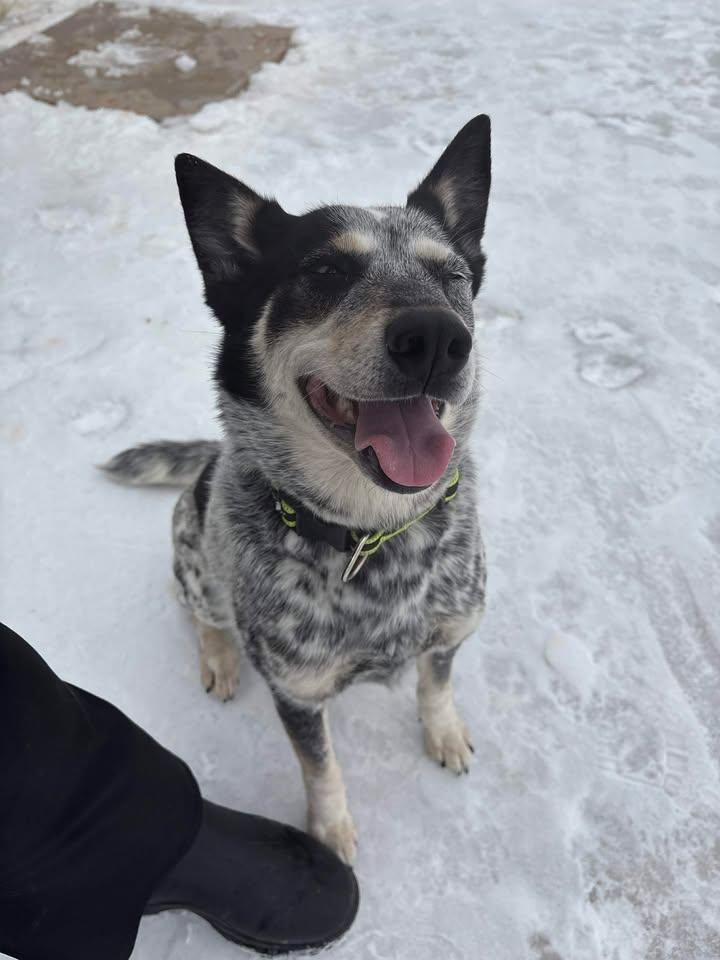 Patunia, adopted, Adult Female Husky & Australian Cattle Dog / Blue Heeler.
