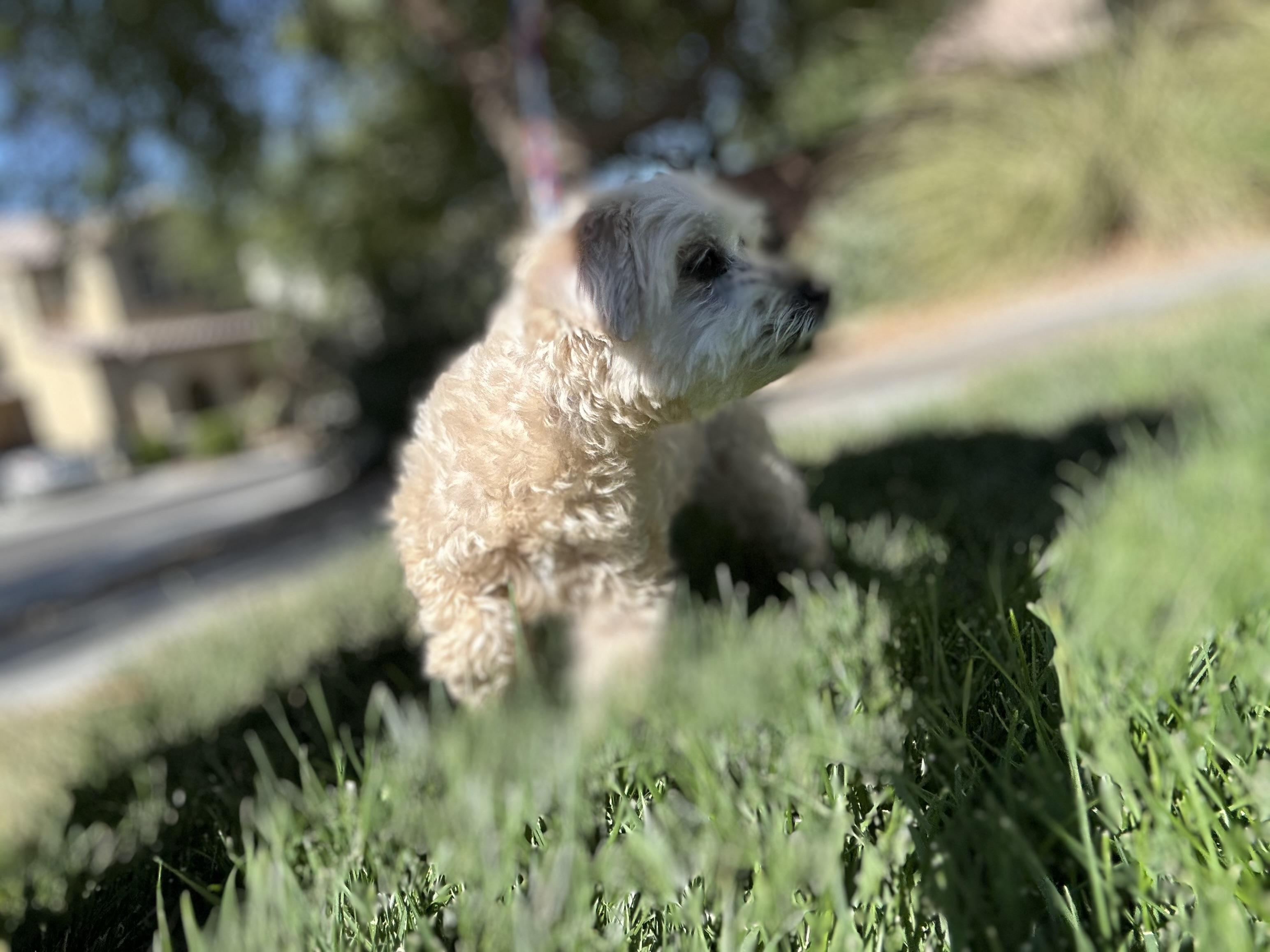 Zoey, an adoptable Maltese, Maltipoo in Las Vegas, NV, 89179 | Photo Image 1