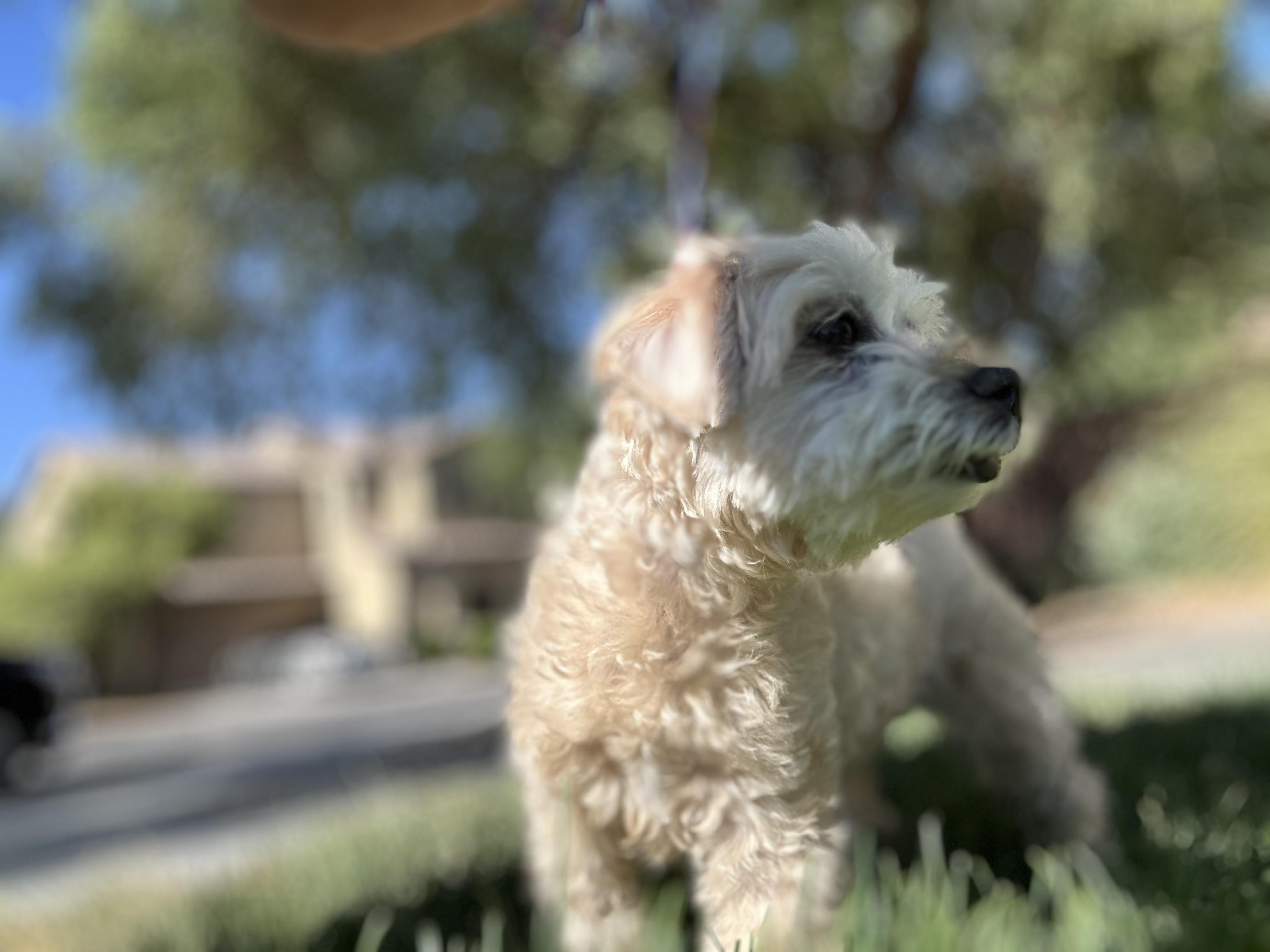 Zoey, an adoptable Maltese, Maltipoo in Las Vegas, NV, 89179 | Photo Image 2