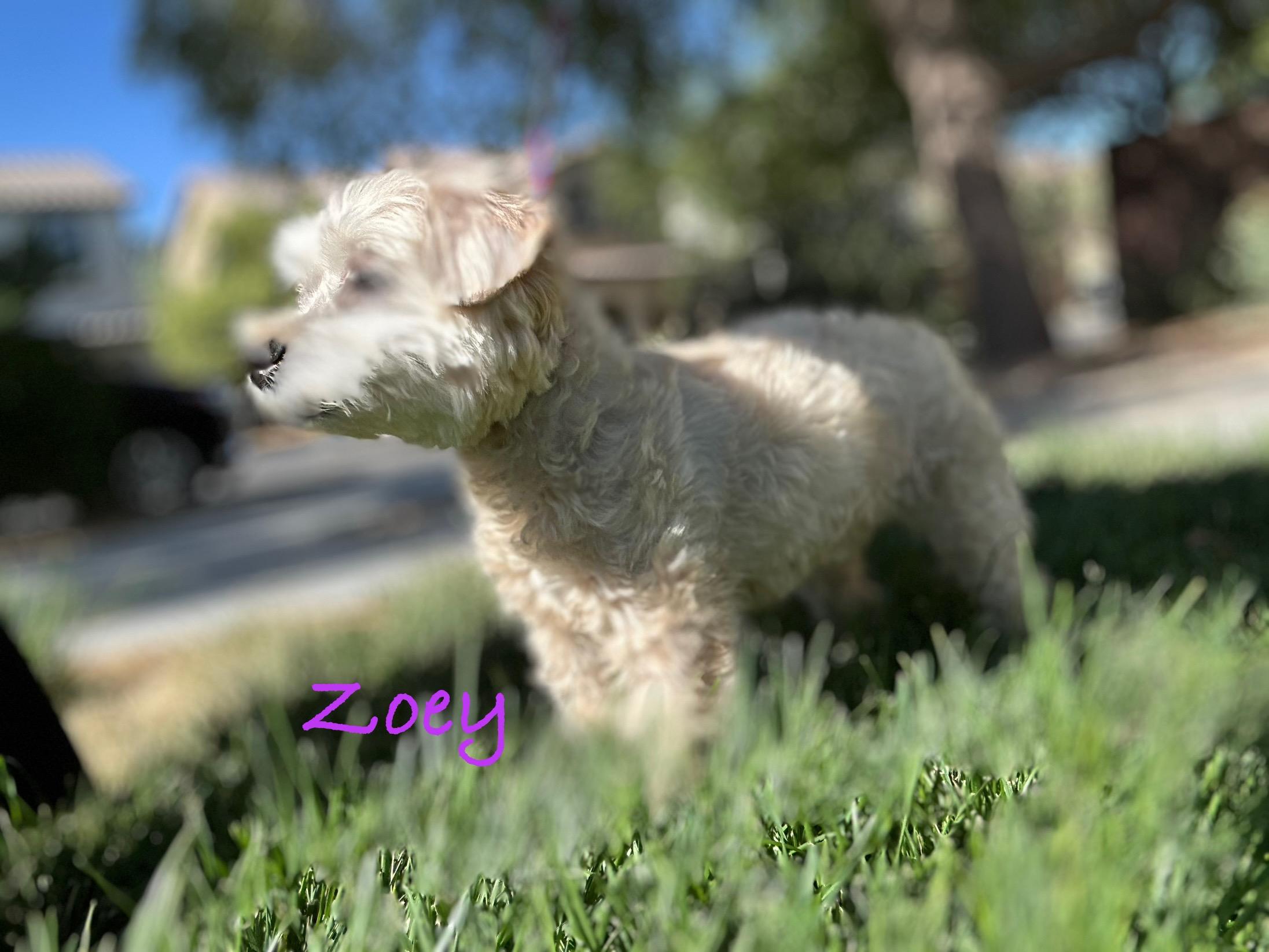 Zoey, an adoptable Maltese, Maltipoo in Las Vegas, NV, 89179 | Photo Image 3