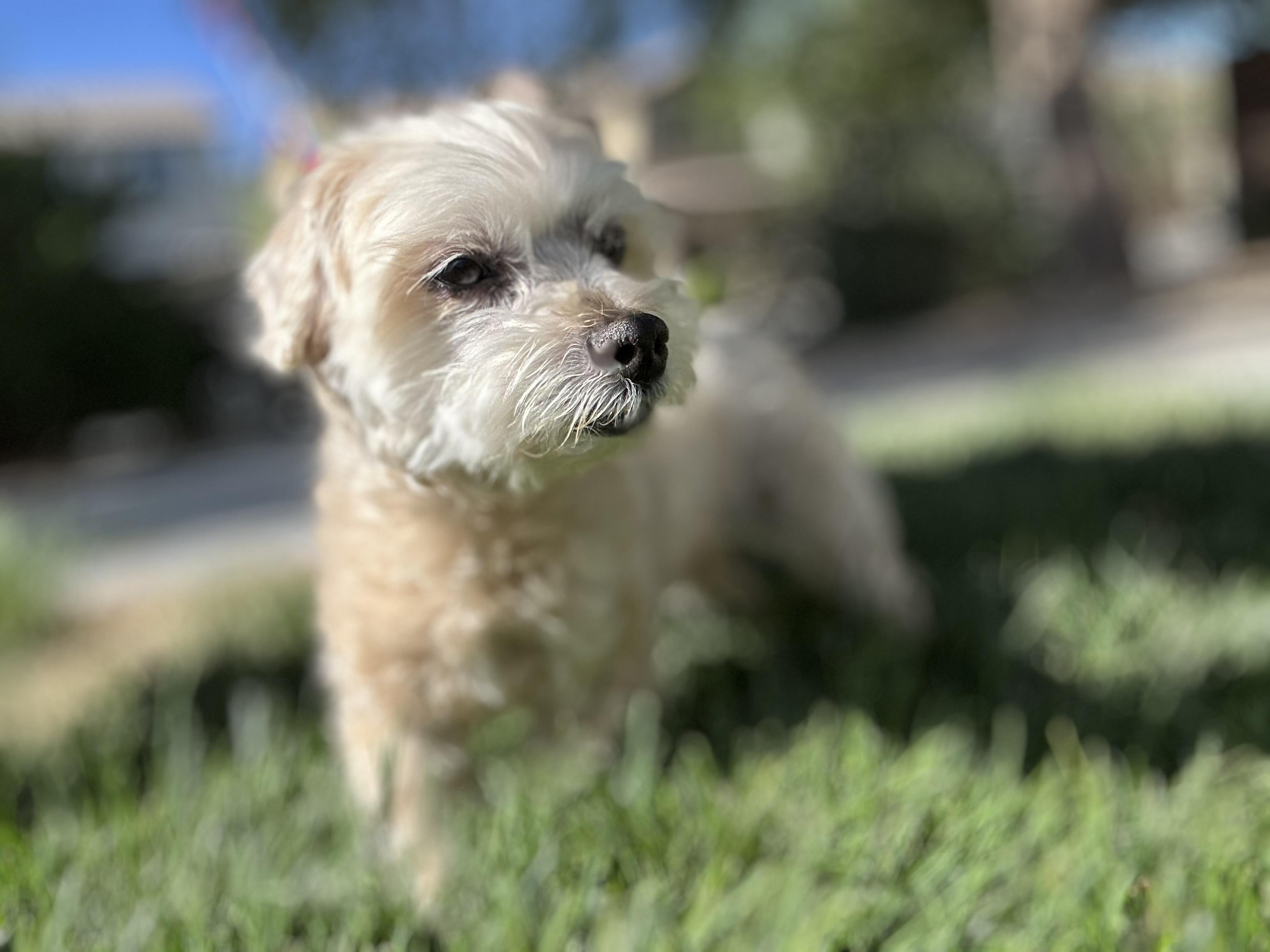 Zoey, an adoptable Maltese, Maltipoo in Las Vegas, NV, 89179 | Photo Image 4
