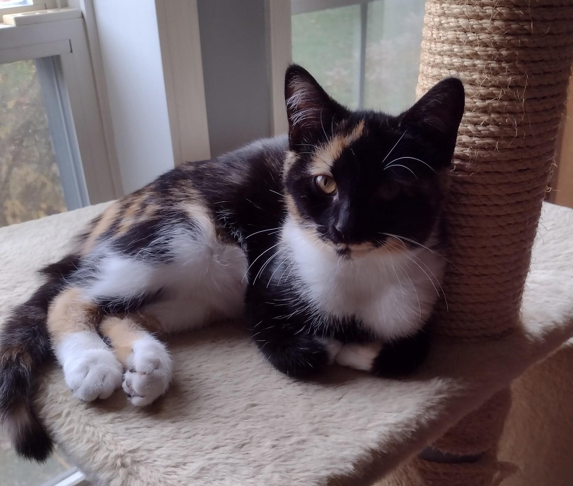 Ariel, a Adoptable mixed breed in Montour Falls, NY image 3/4