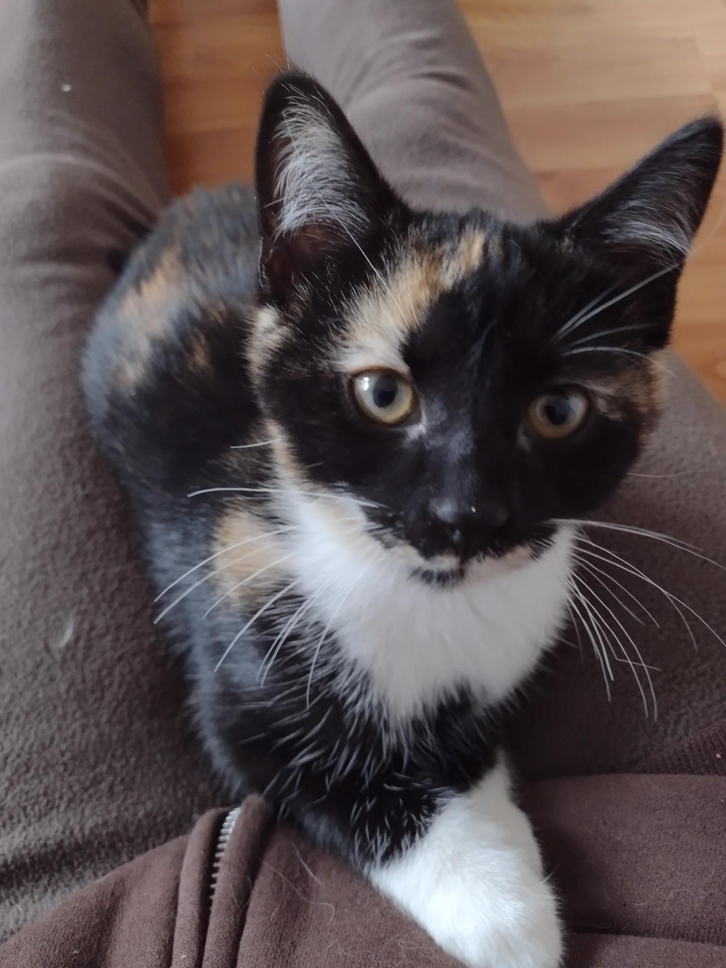 Ariel, Adoptable, Kitten Female Calico & Domestic Short Hair.
