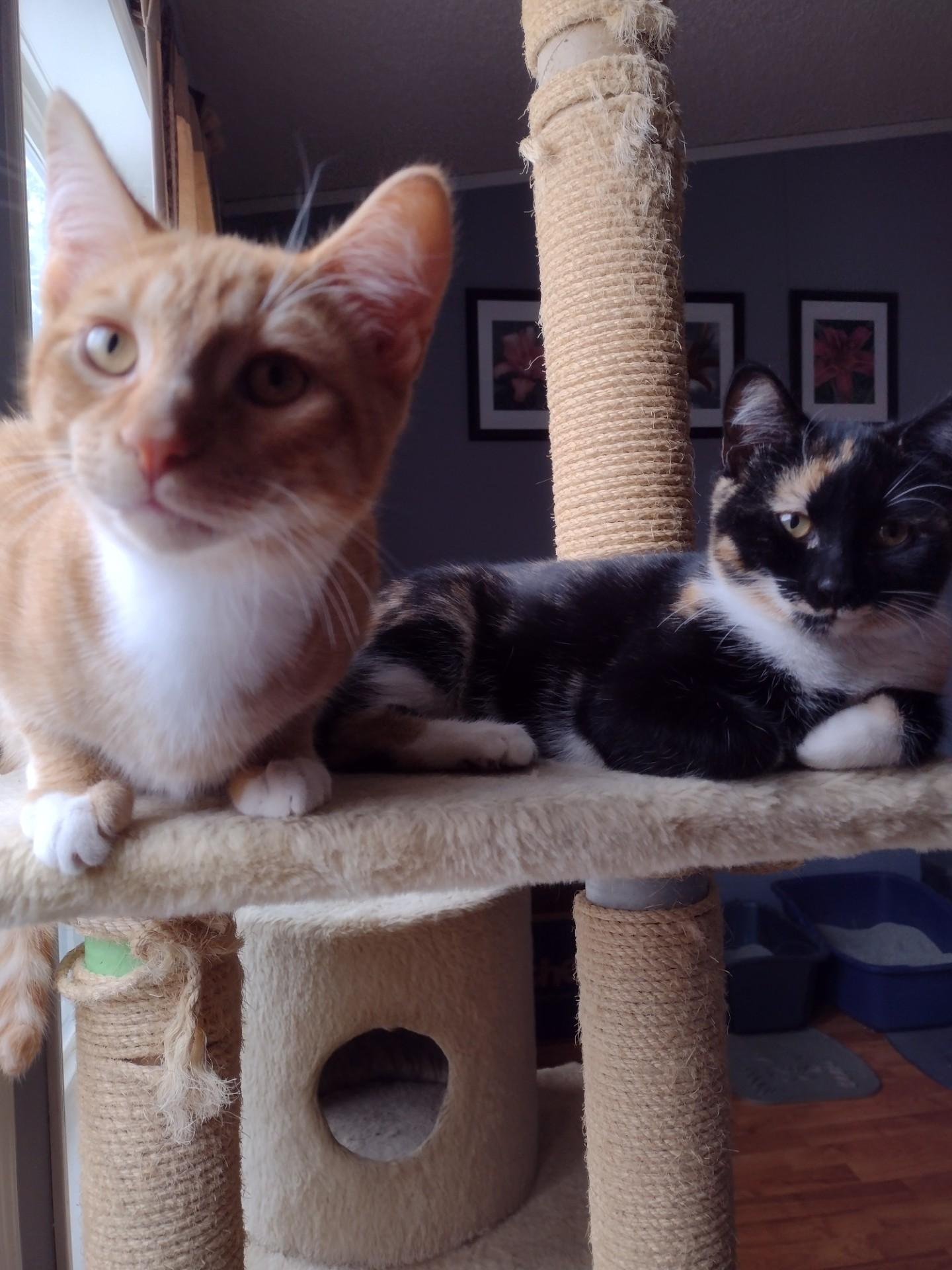 Ariel, a Adoptable mixed breed in Montour Falls, NY image 4/4