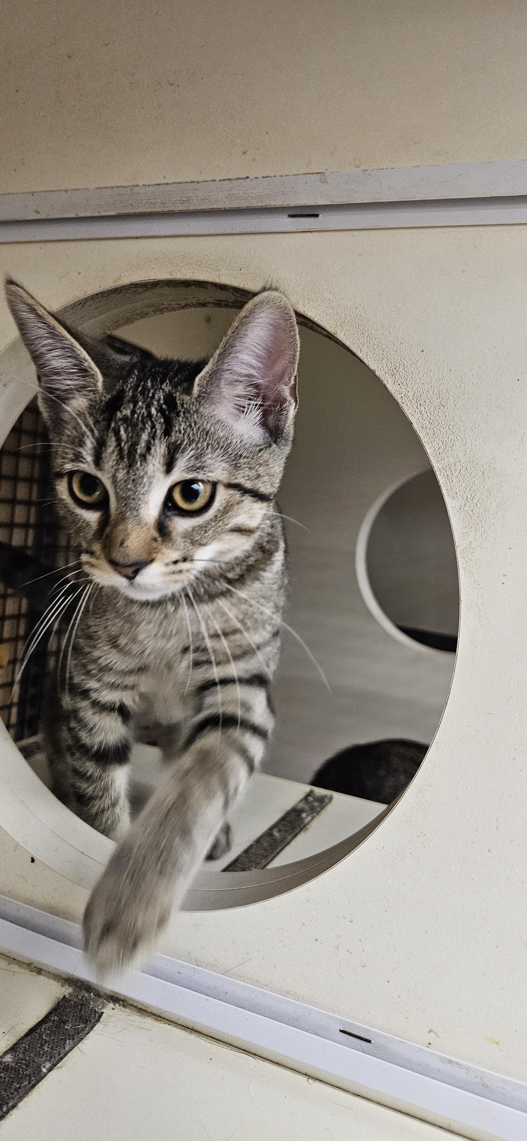 Sif, a Adoptable Tabby in Nashville, TN image 6/6